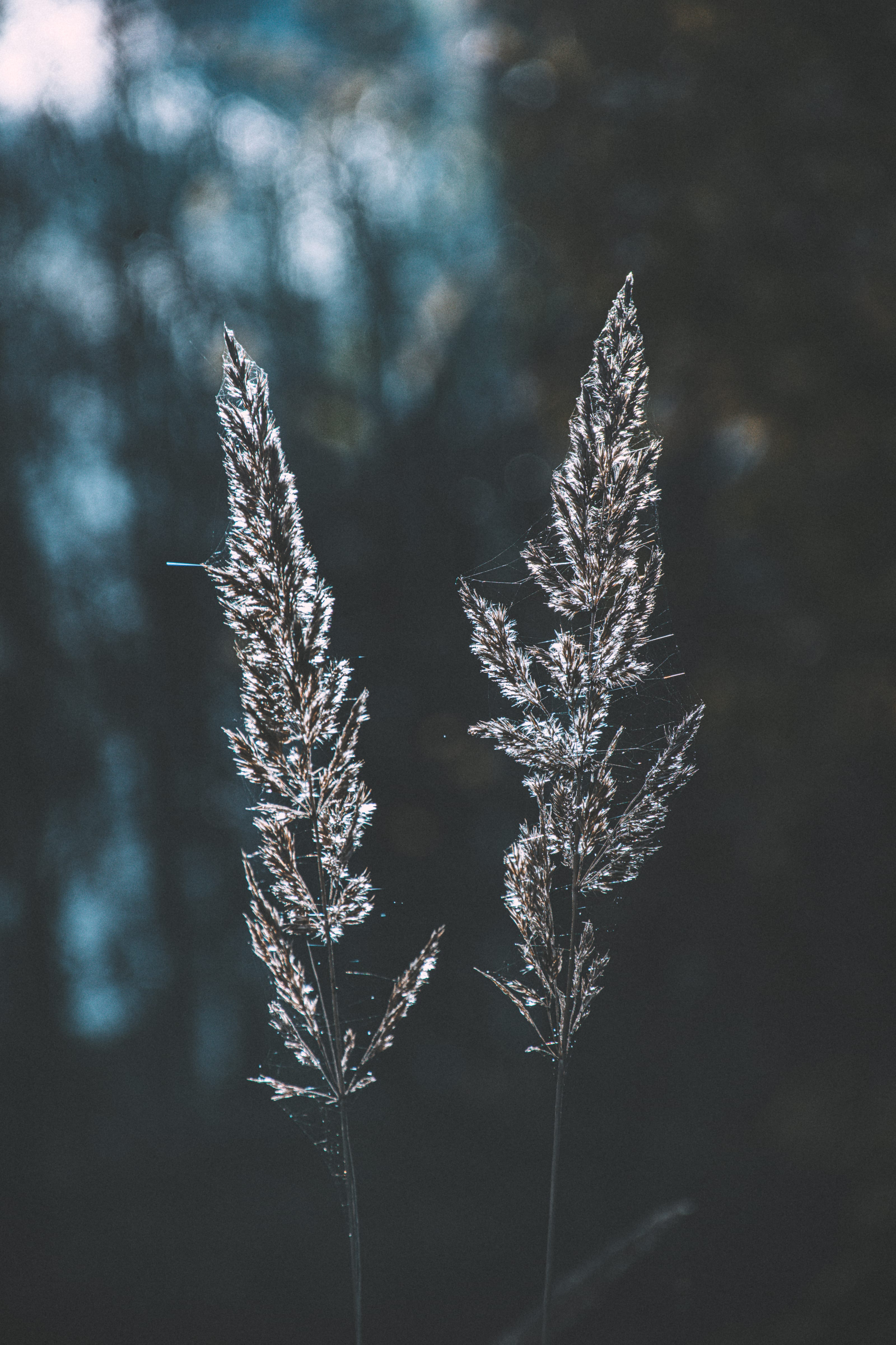 Backlit wild grass seed heads glowing at sunset in Assaku, Rae vald, Harjumaa, Estonia.