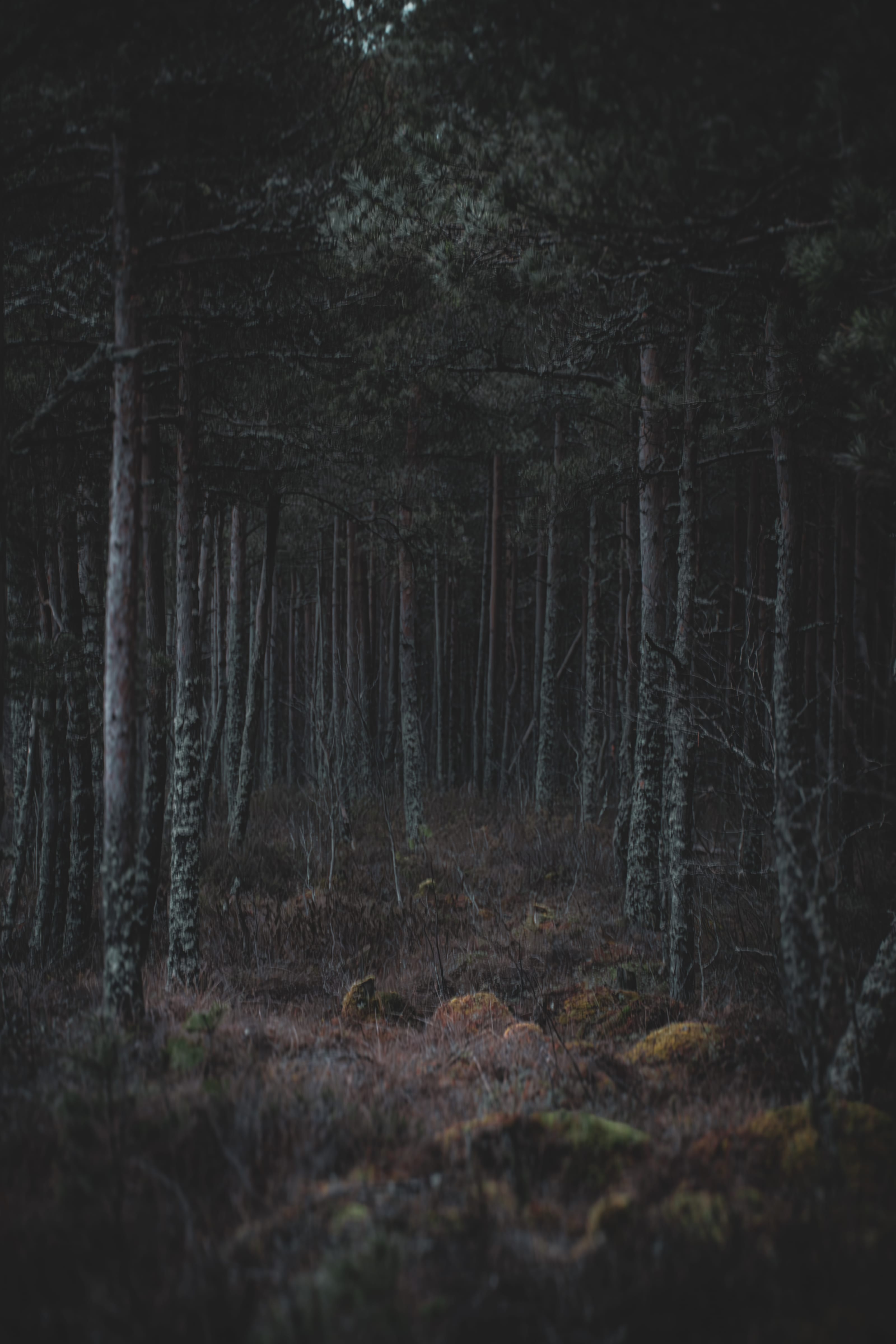 Deep blue twilight falling over a still rural watercourse in Assaku, Rae vald, Harjumaa, Estonia.