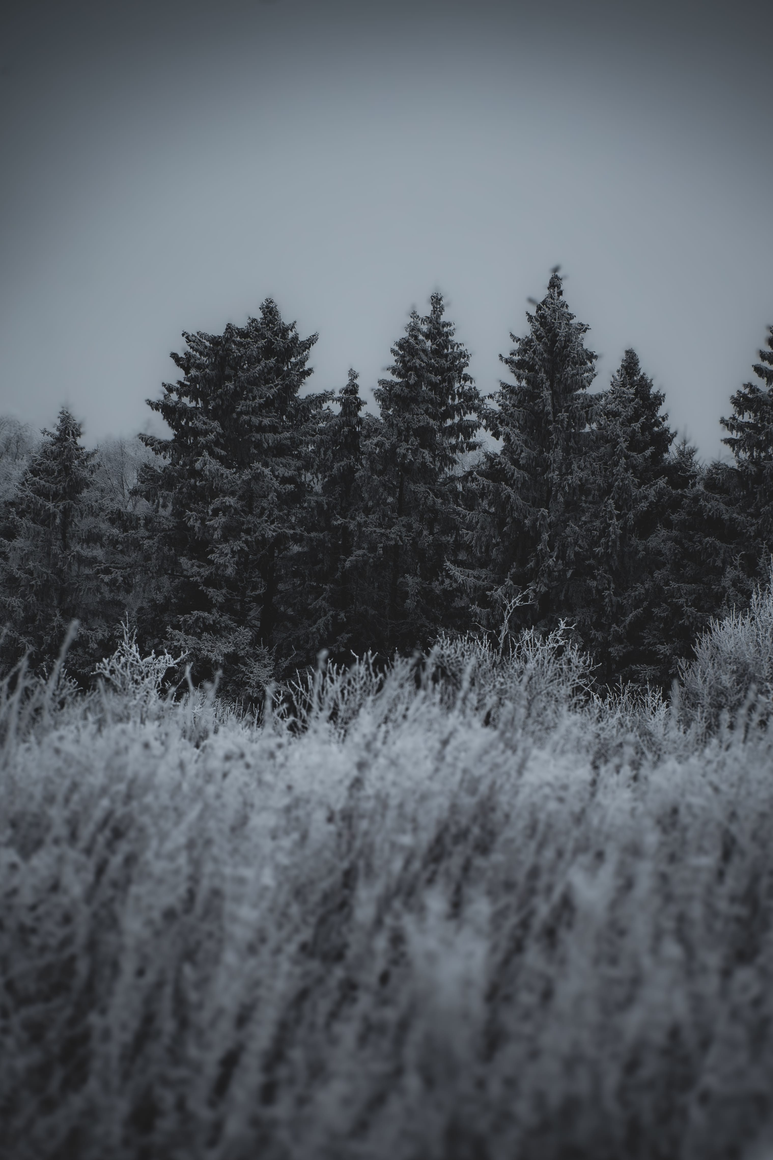 Delicate frost needles forming along frozen water edges in Assaku, Rae vald, Harjumaa, Estonia.