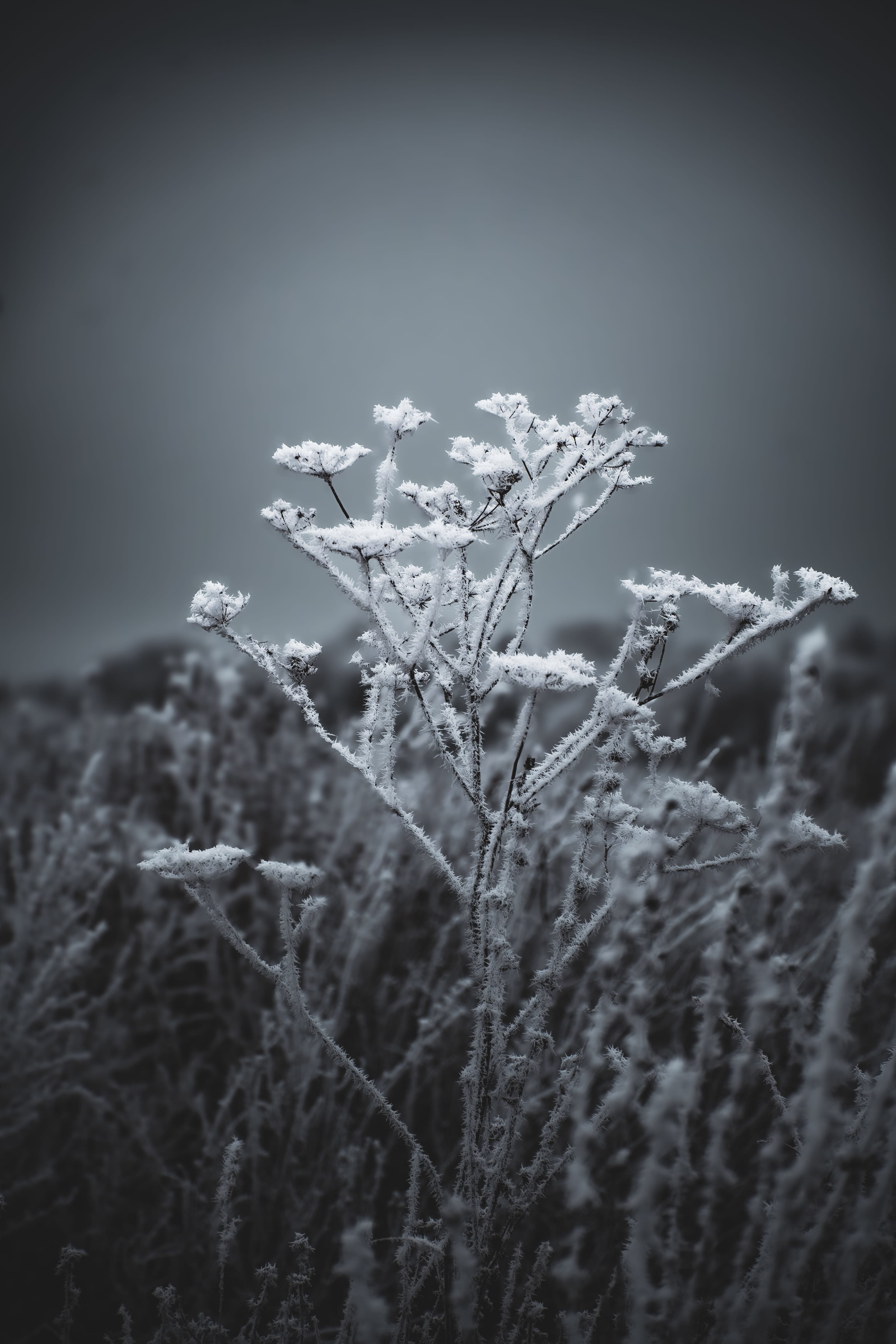 Early morning hoarfrost on birch trees beside the canal in Assaku, Rae vald, Harjumaa, Estonia.