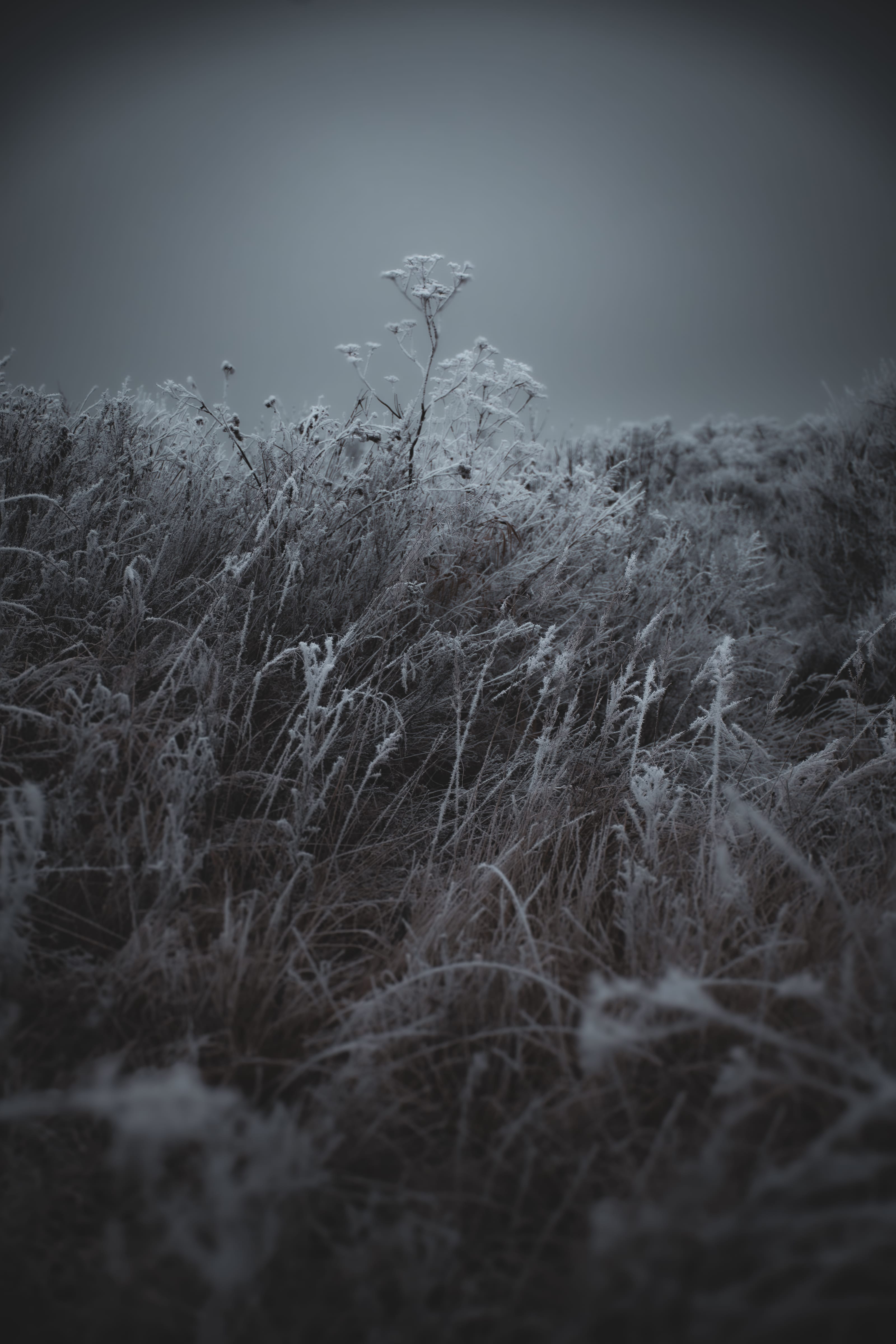 Crystalline frost coating tall reed beds at sunrise in Assaku, Rae vald, Harjumaa, Estonia.