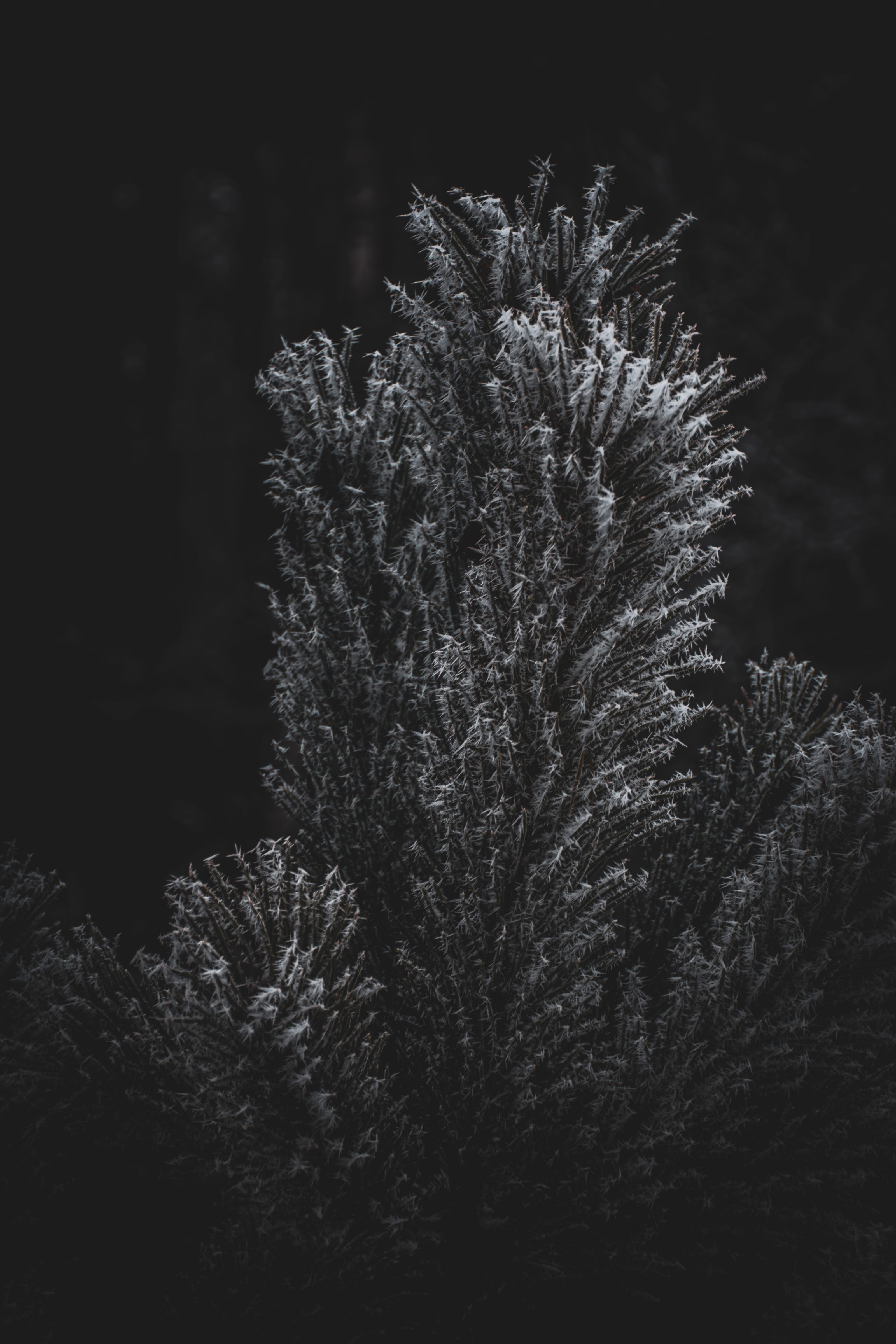 Ice crystals clinging to dried seed heads in morning cold in Assaku, Rae vald, Harjumaa, Estonia.