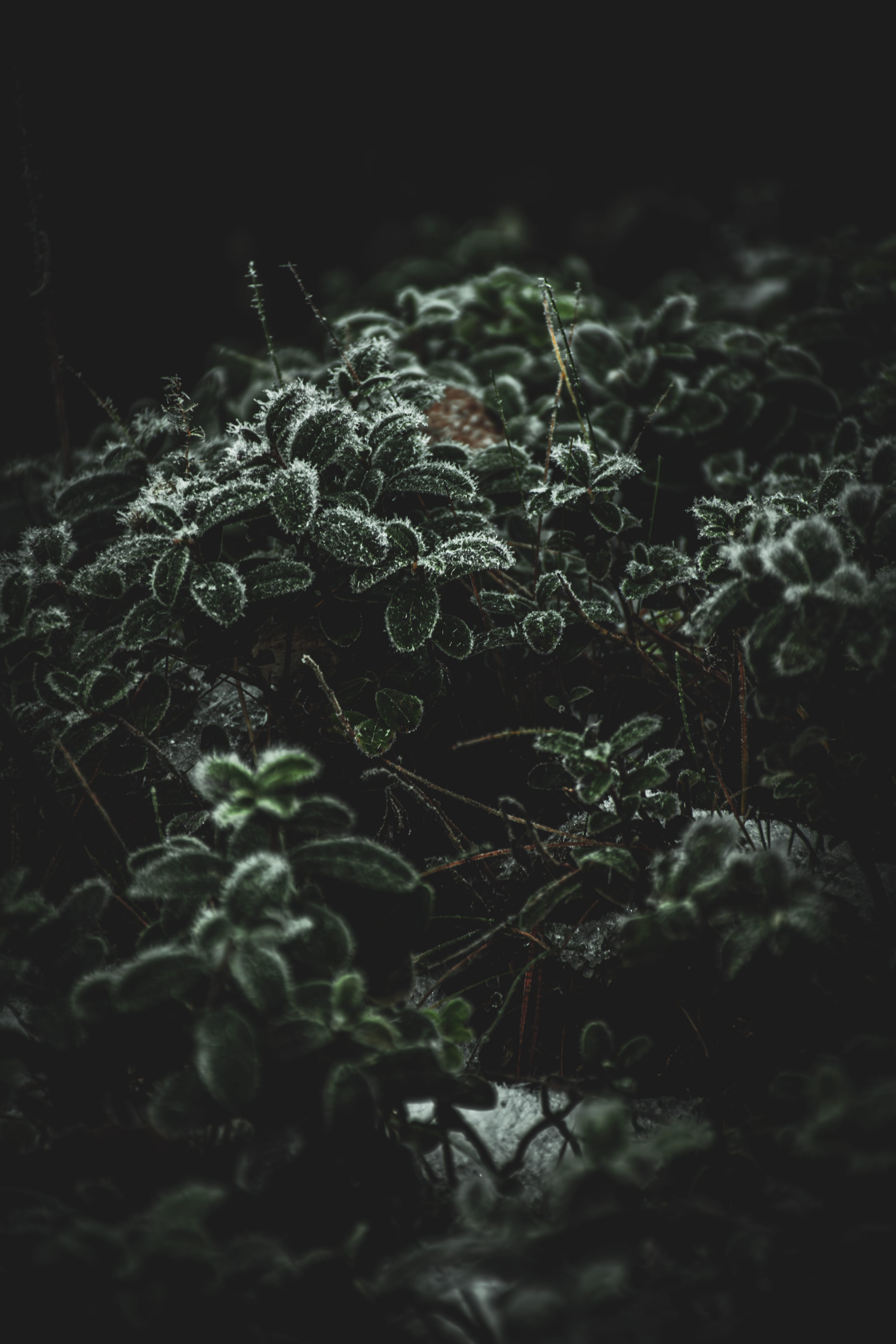 Dense hoarfrost encasing bare canal-side tree branches in Assaku, Rae vald, Harjumaa, Estonia.