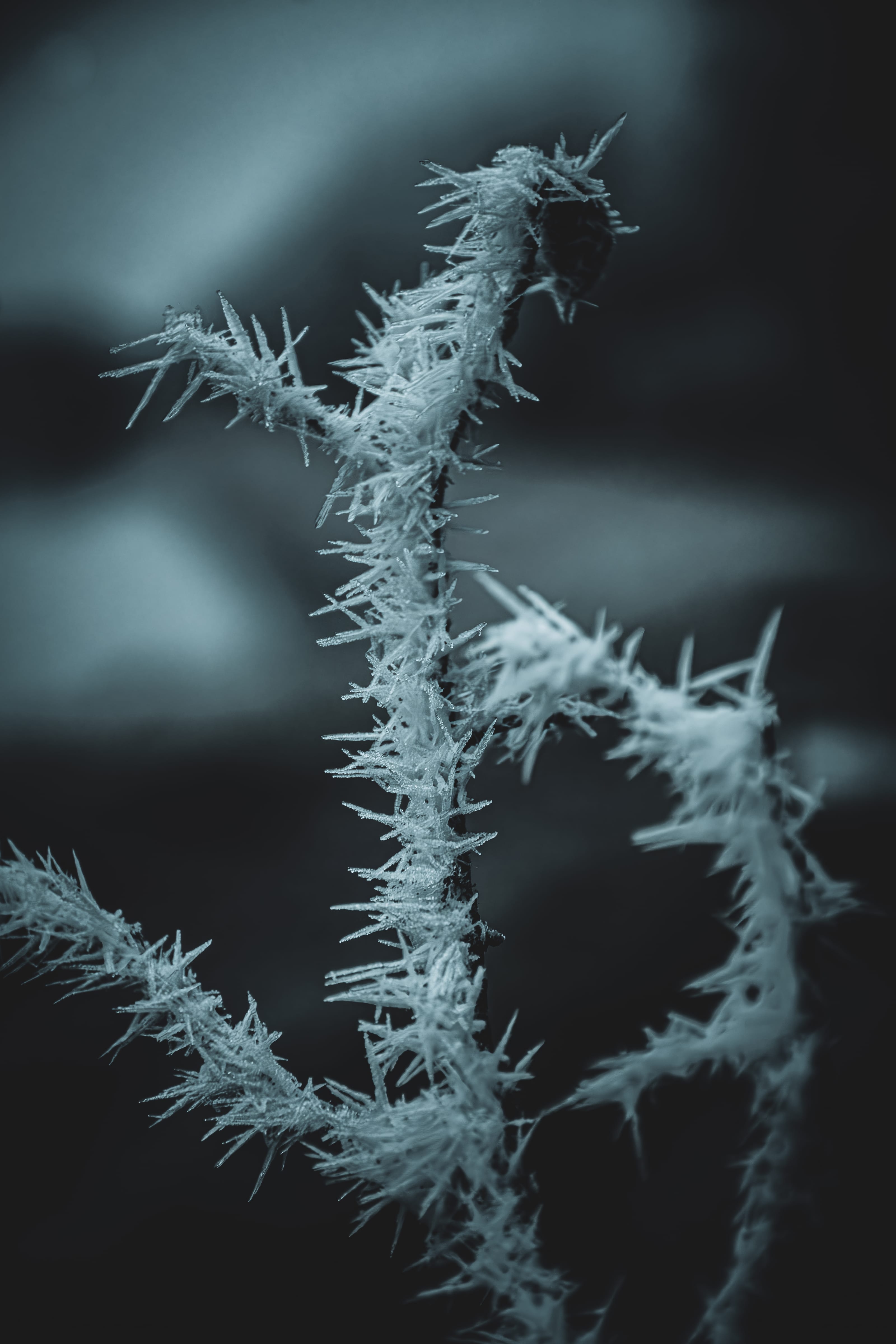 Delicate white frost crystals on slender birch boughs in Assaku, Rae vald, Harjumaa, Estonia.
