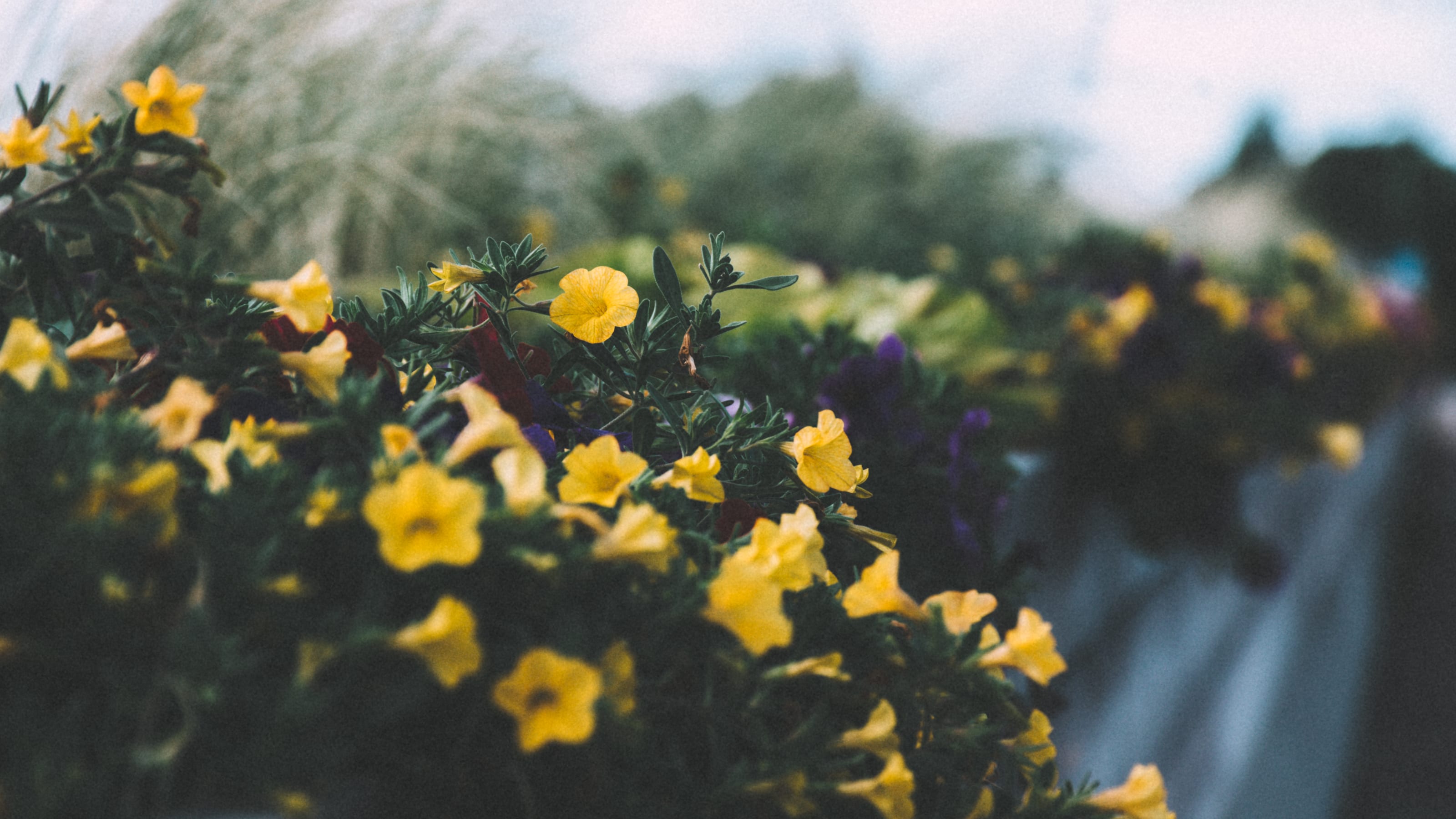 Yellow flowers catching soft summer light in Kadriorg Park, Tallinn, Estonia.