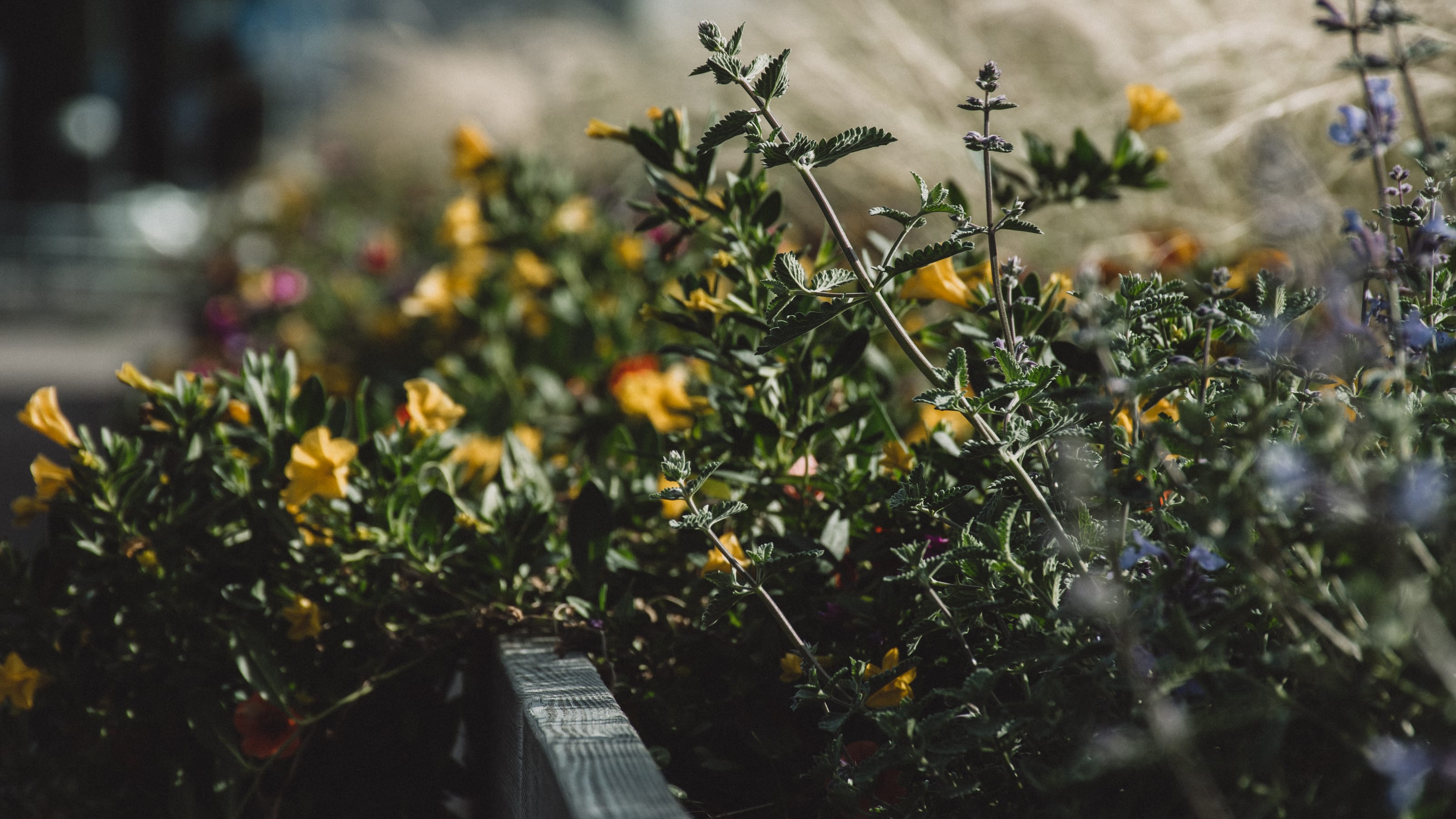 Wildflowers and foliage in shallow focus in Kadriorg Park, Tallinn, Estonia.