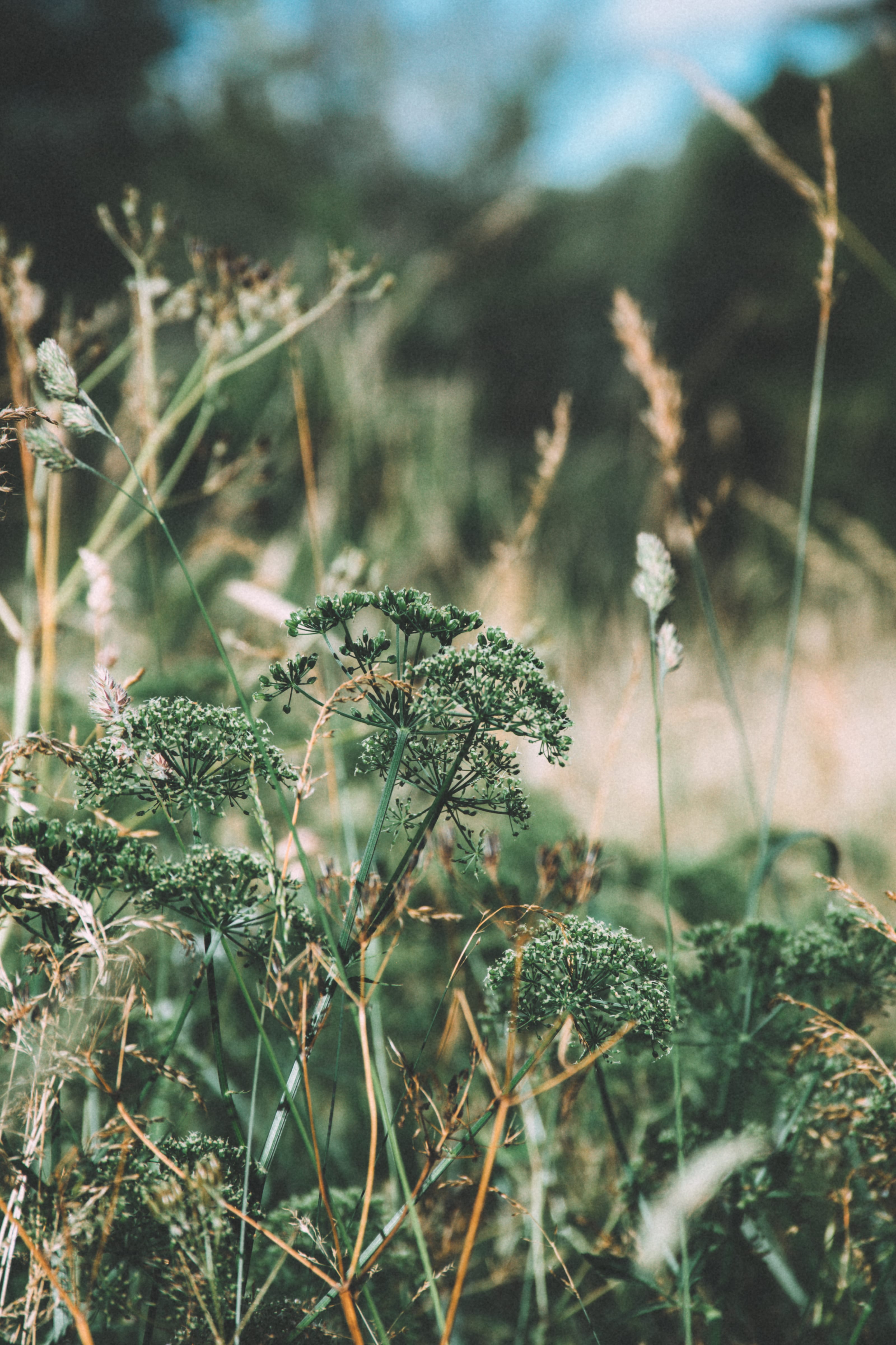Delicate grass stems against a soft green background in Kadriorg Park, Tallinn, Estonia.