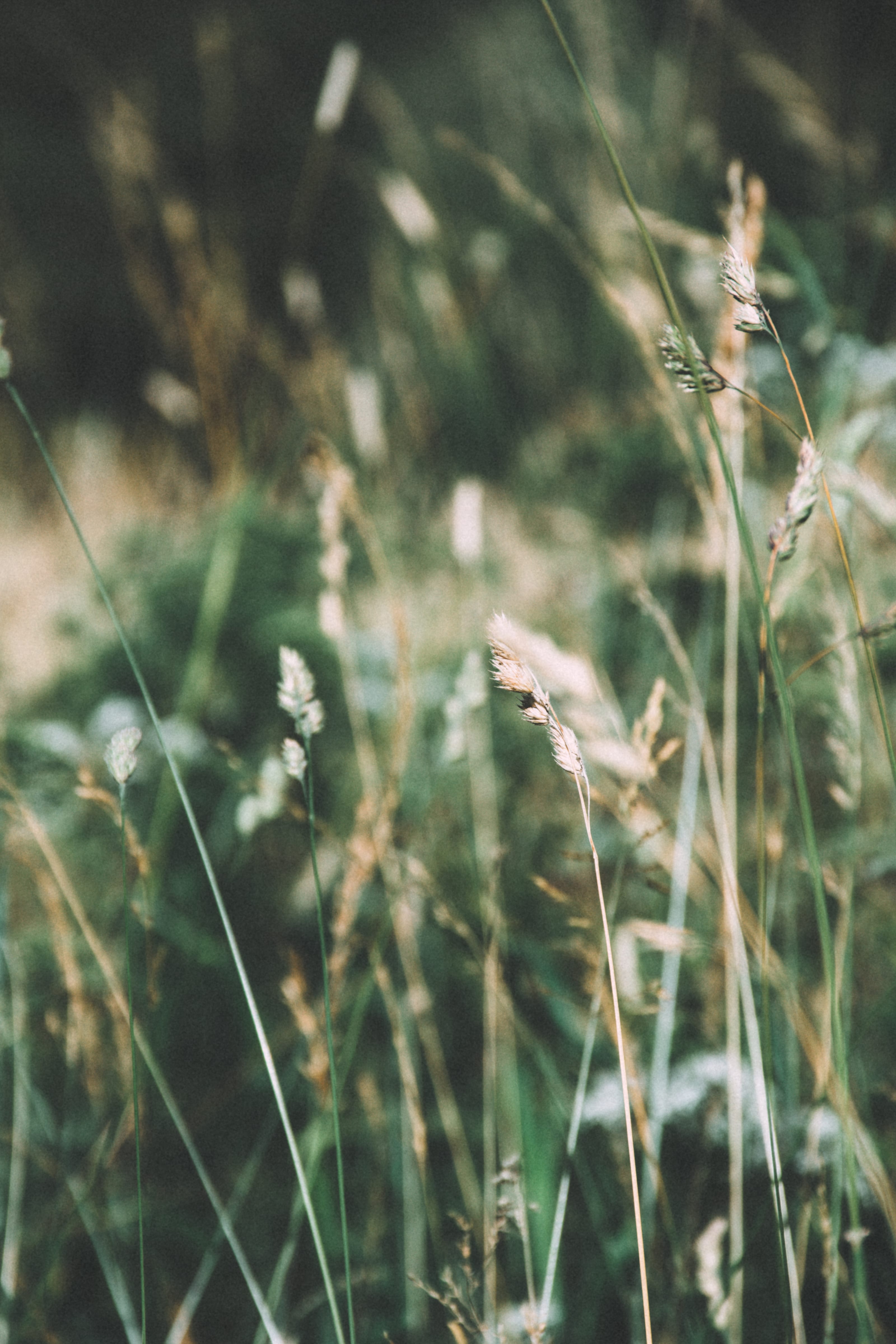 Tall grass seed heads in filtered sunlight in Kadriorg Park, Tallinn, Estonia.