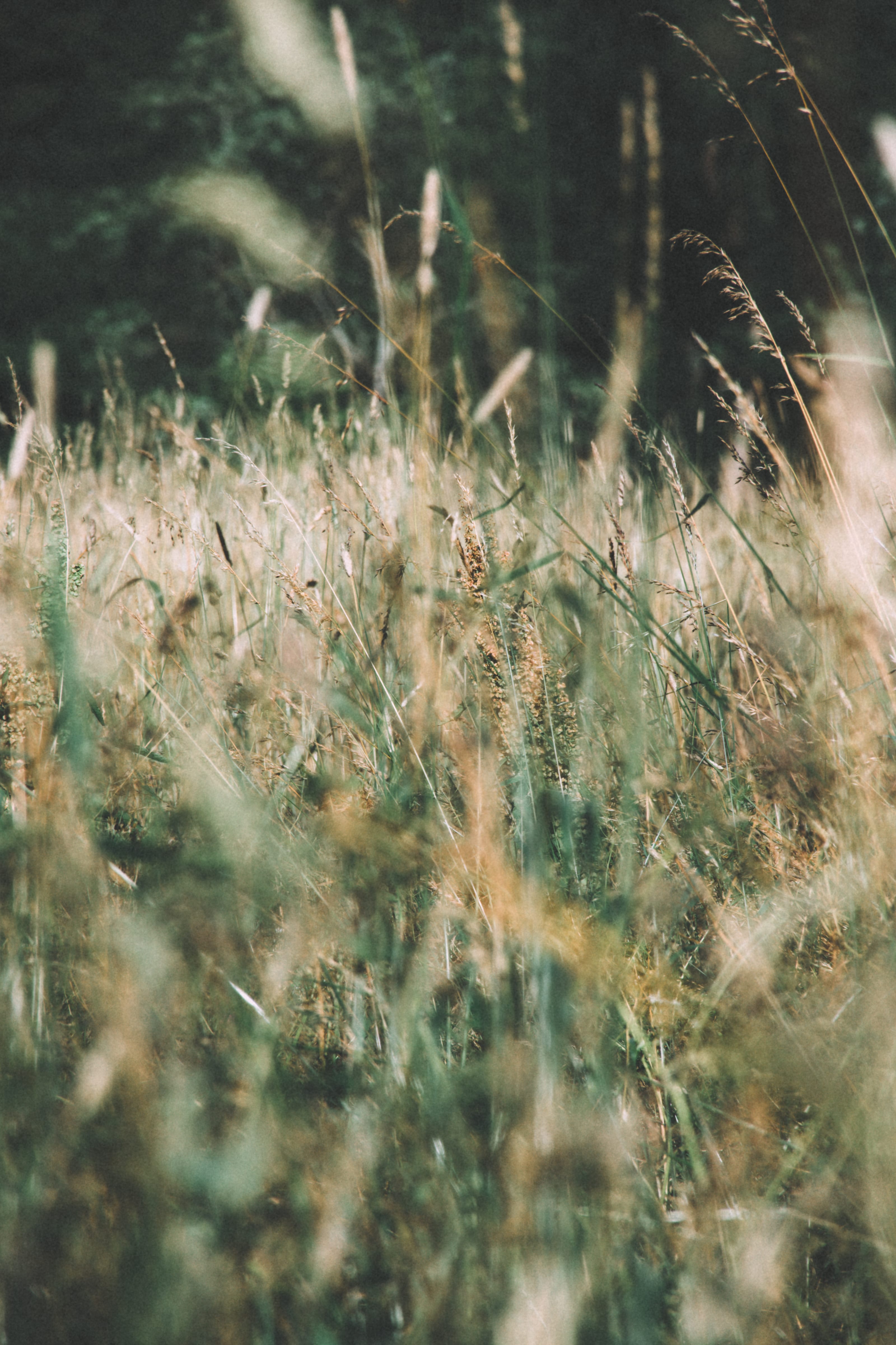 Sunlit meadow grass swaying in the park in Kadriorg Park, Tallinn, Estonia.