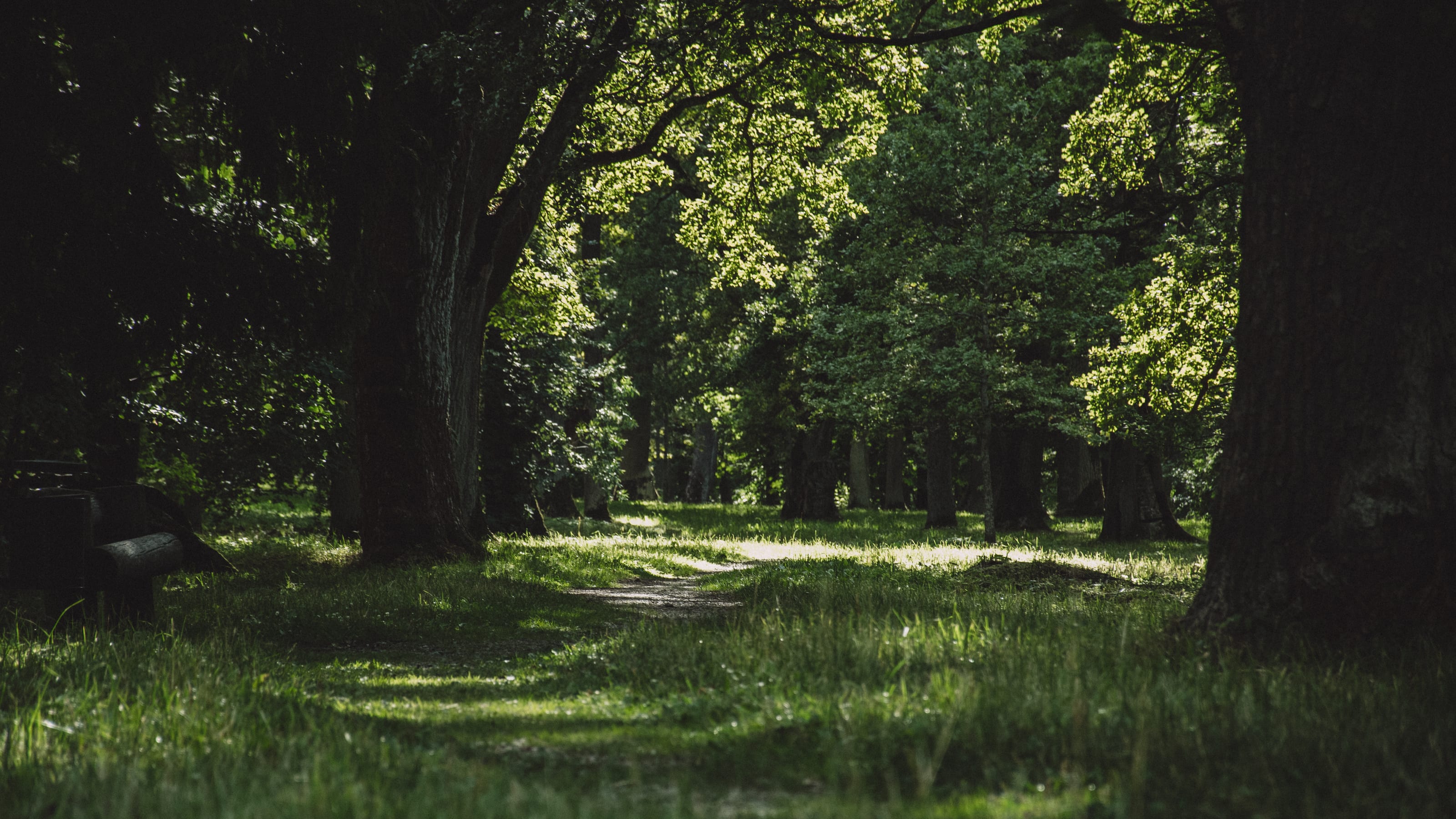 Old spreading tree casting shade across a meadow in Kadriorg Park, Tallinn, Estonia.
