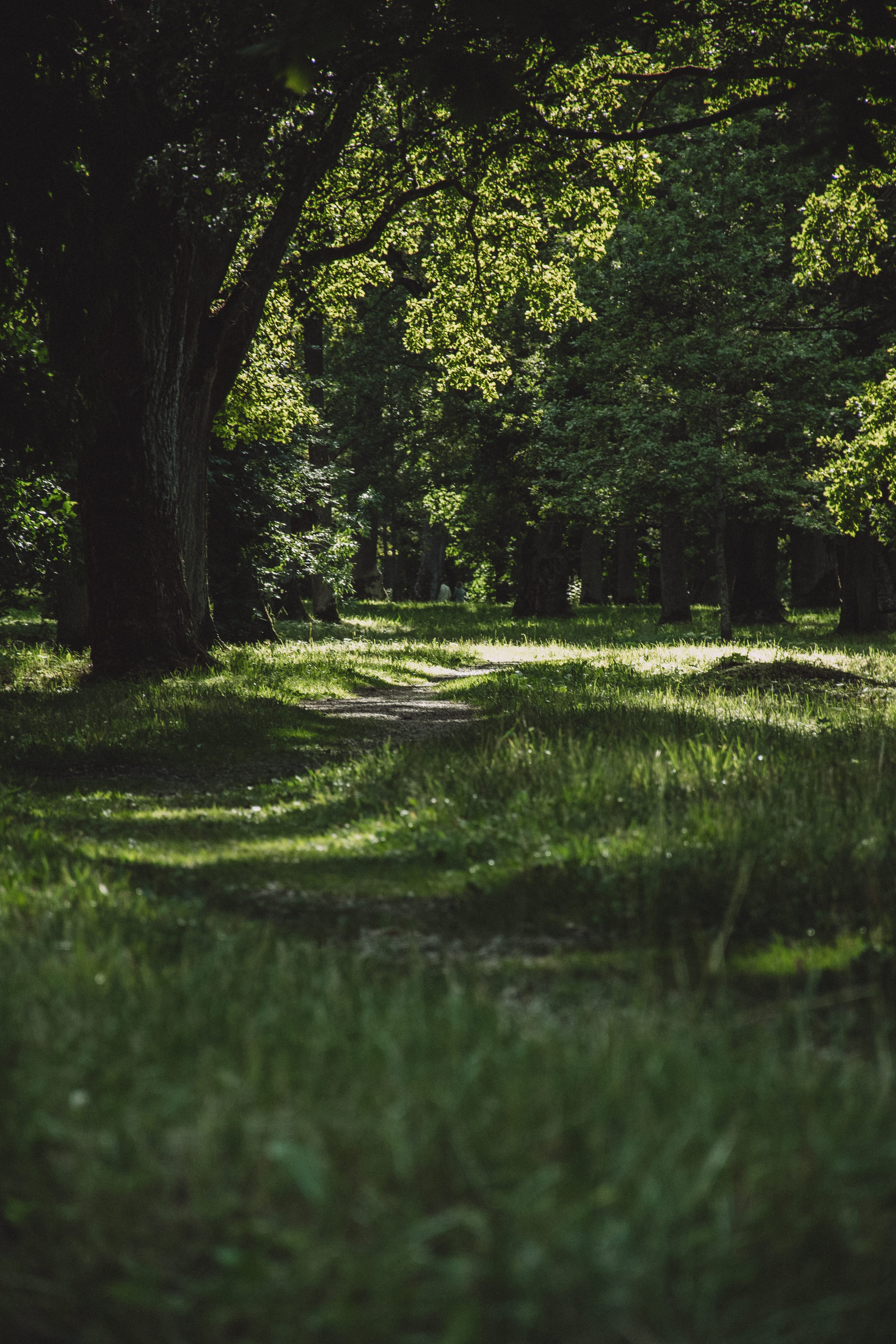 Bands of sunlight crossing a shaded park lawn in Kadriorg Park, Tallinn, Estonia.
