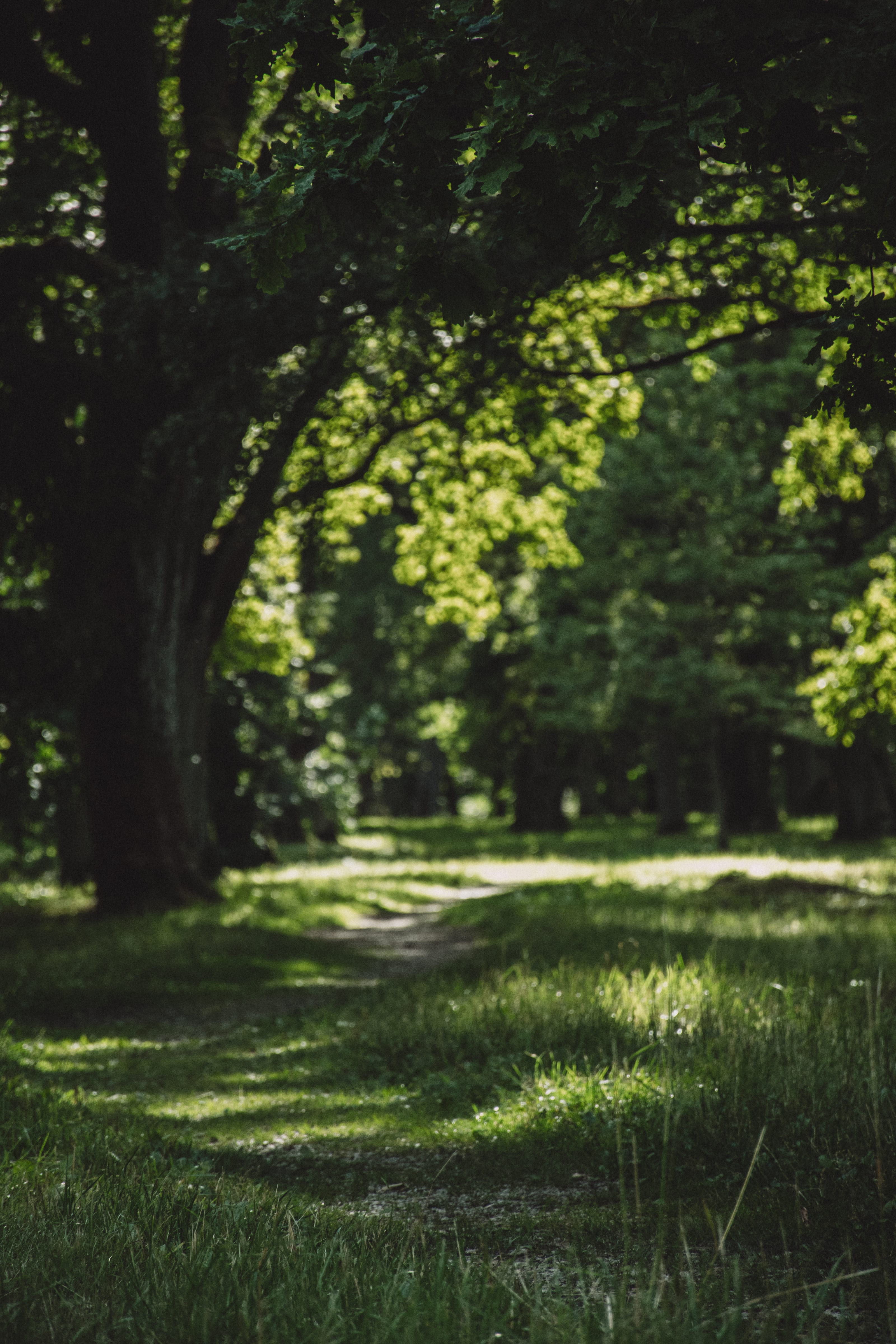 Tree-lined park corridor glowing in afternoon light in Kadriorg Park, Tallinn, Estonia.