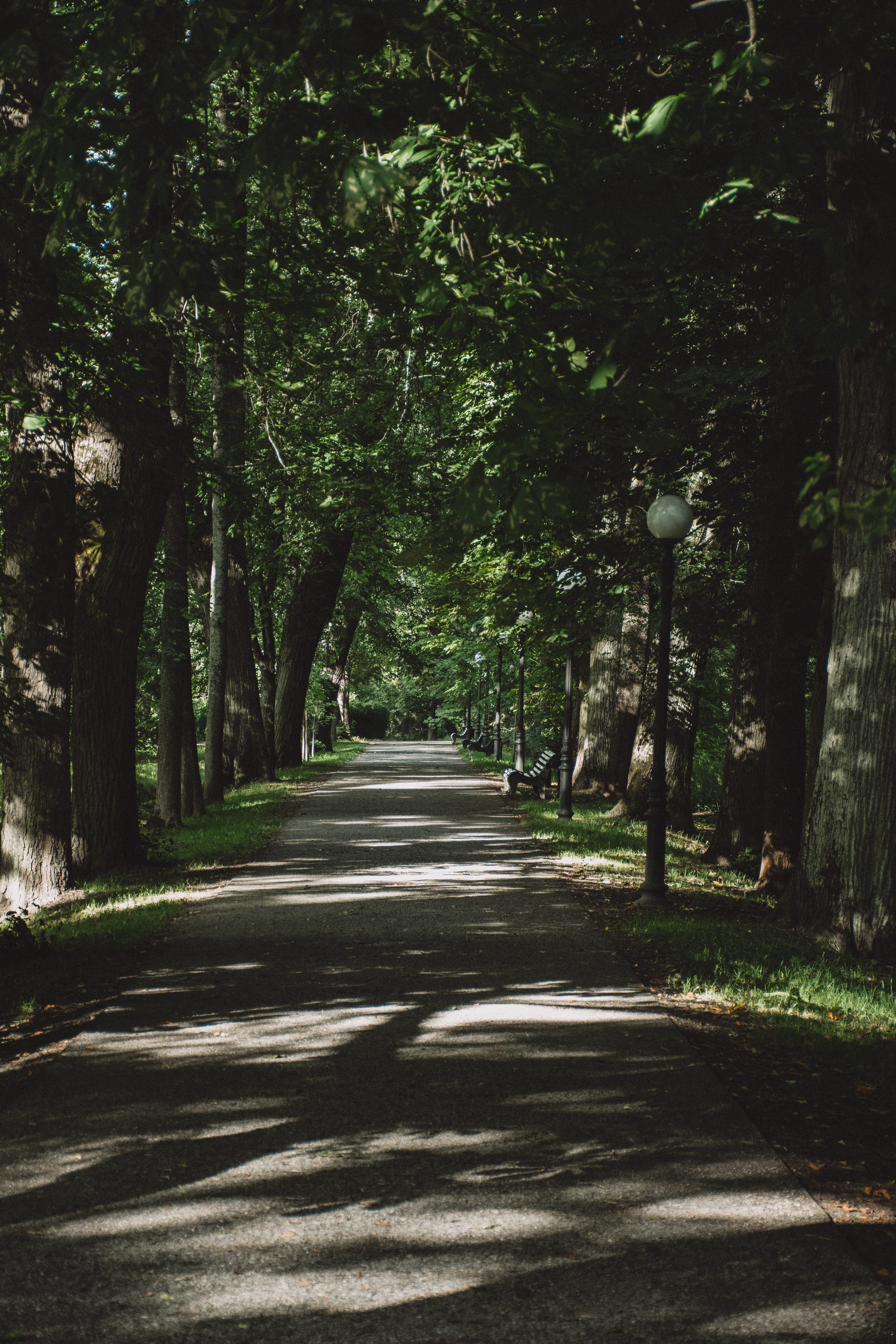 Straight avenue beneath a dense green canopy in Kadriorg Park, Tallinn, Estonia.