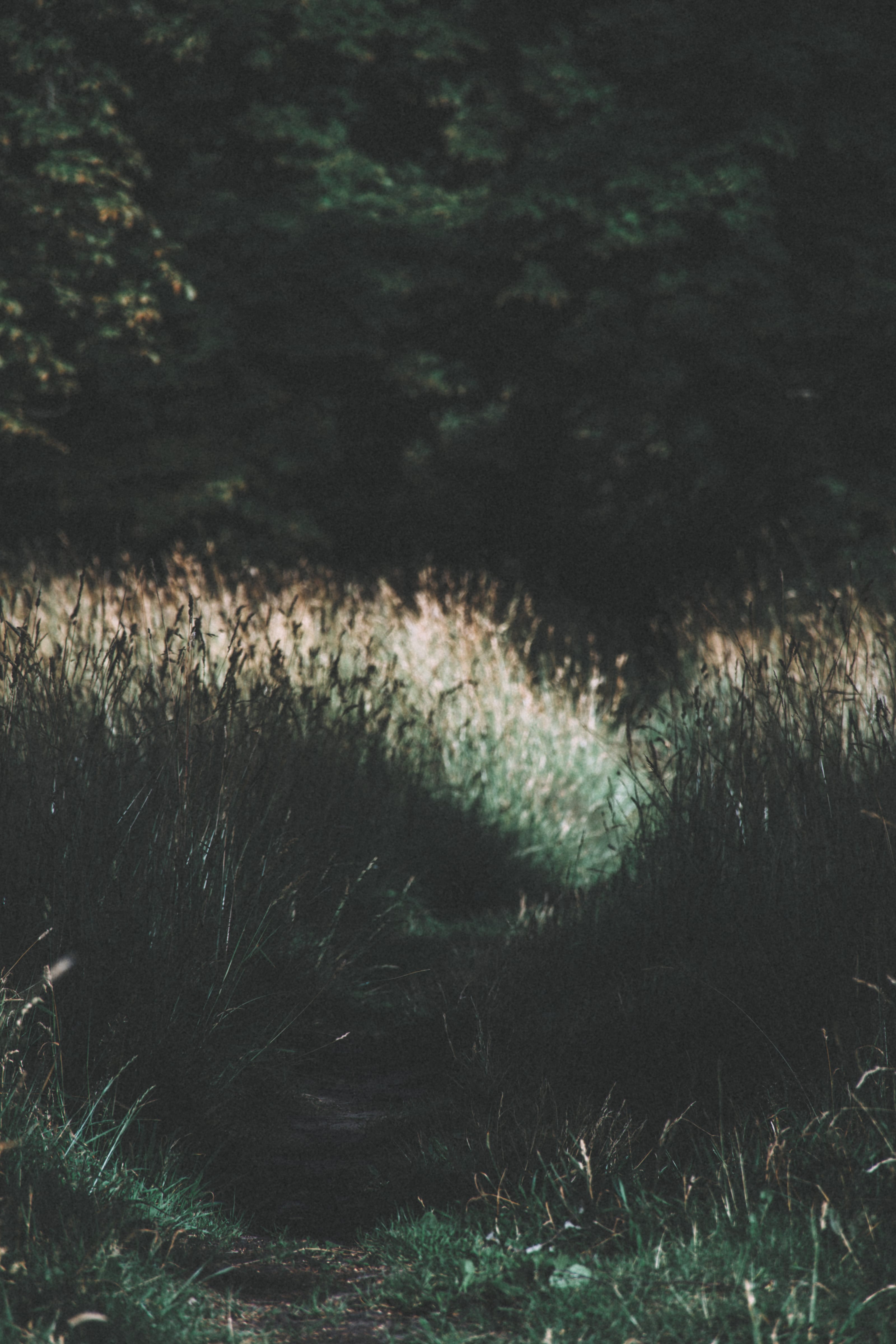 Small patch of sunlit grass surrounded by deep shade in Kadriorg Park, Tallinn, Estonia.
