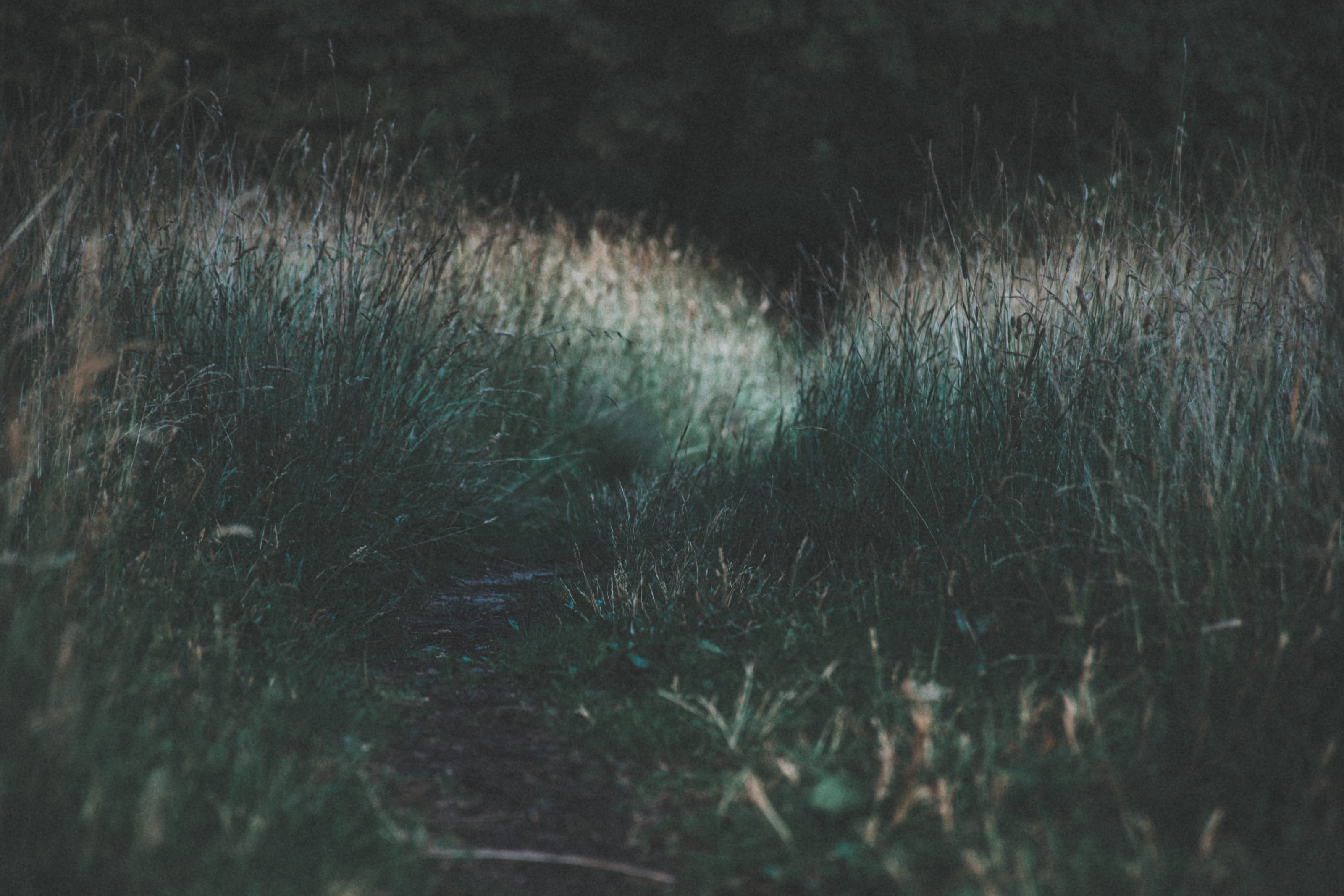 Silver grass glowing at the edge of dark woodland in Kadriorg Park, Tallinn, Estonia.