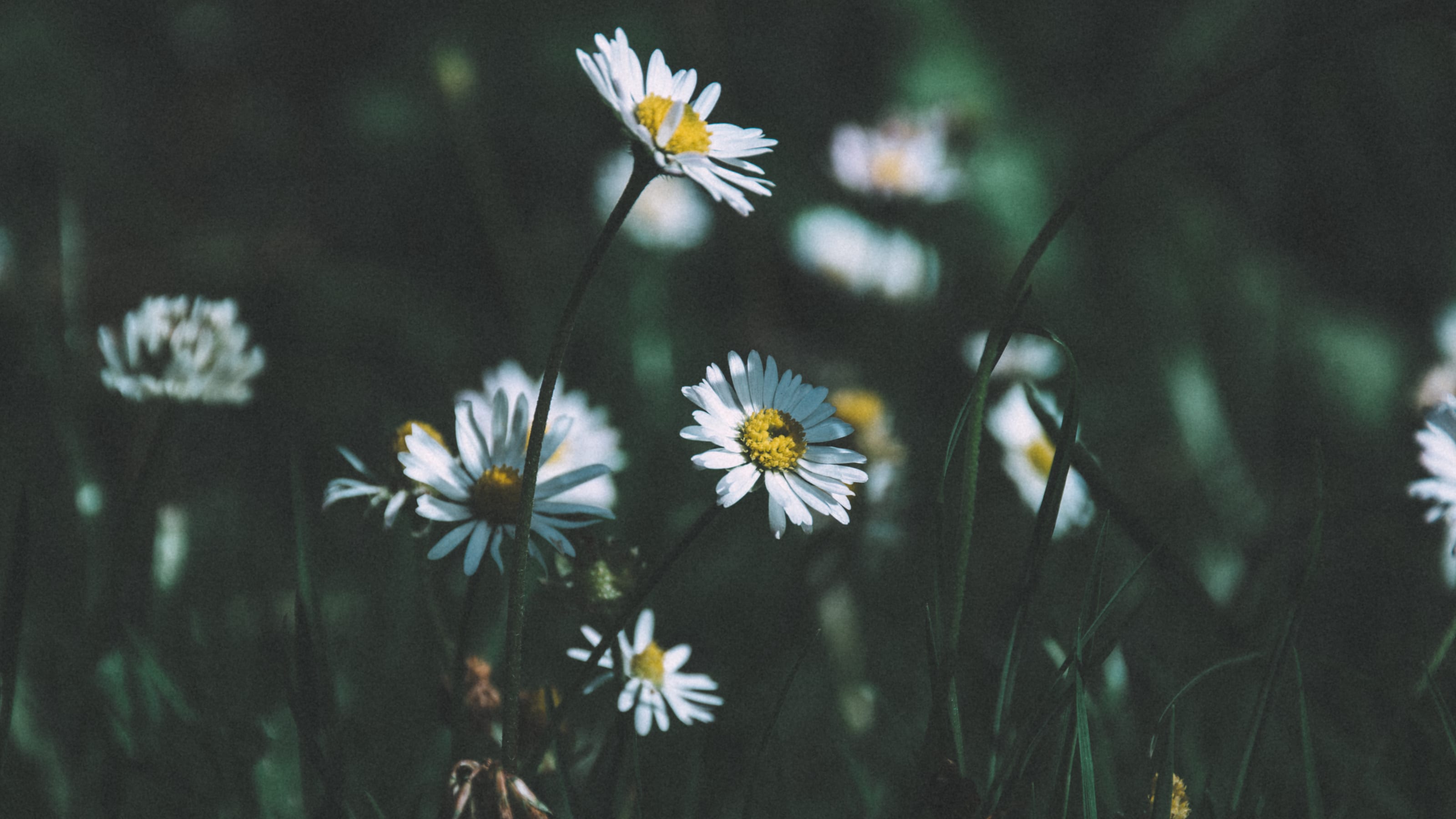 White daisies floating against a shadowed meadow in Kadriorg Park, Tallinn, Estonia.