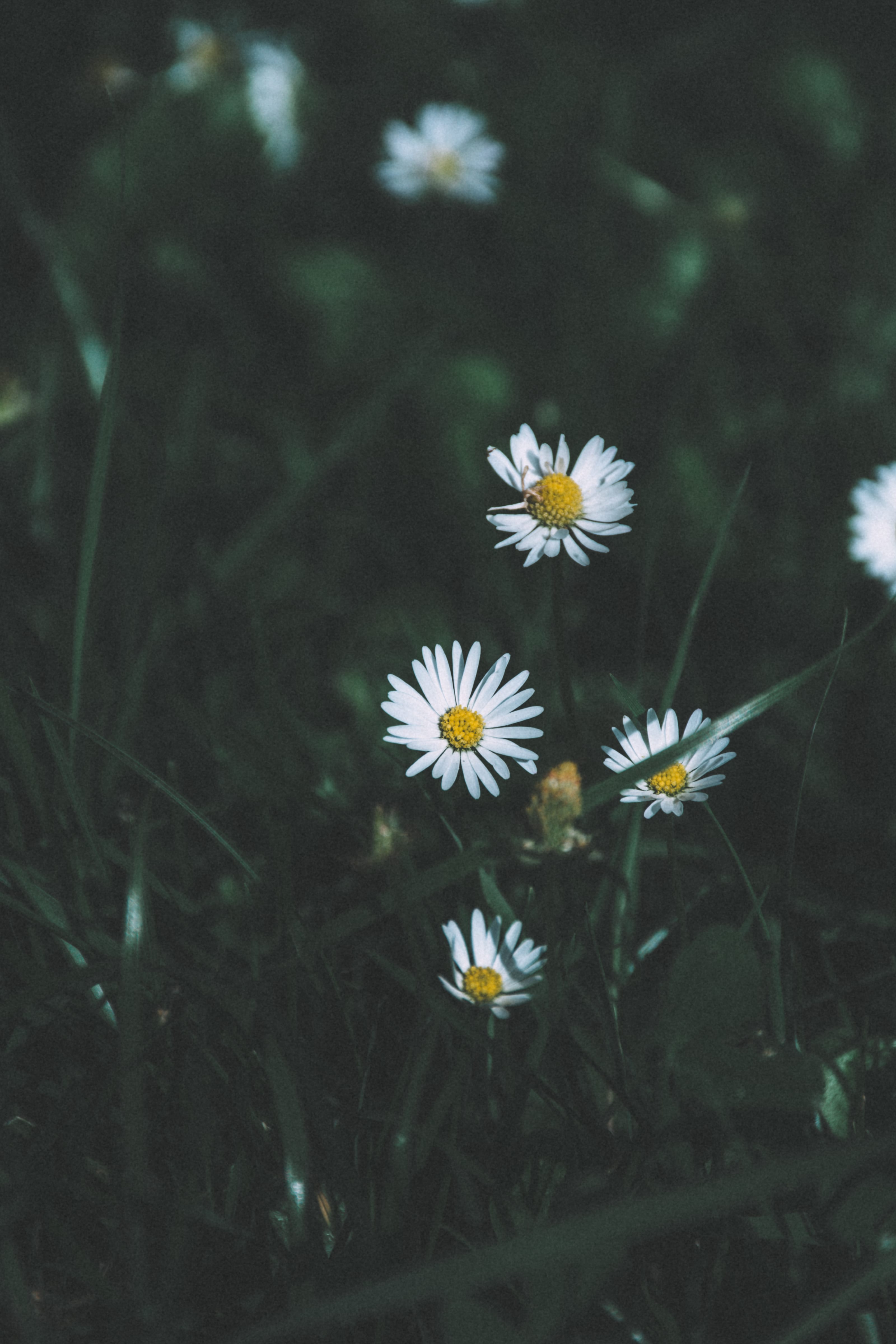 Single cluster of white daisies in dark grass in Kadriorg Park, Tallinn, Estonia.