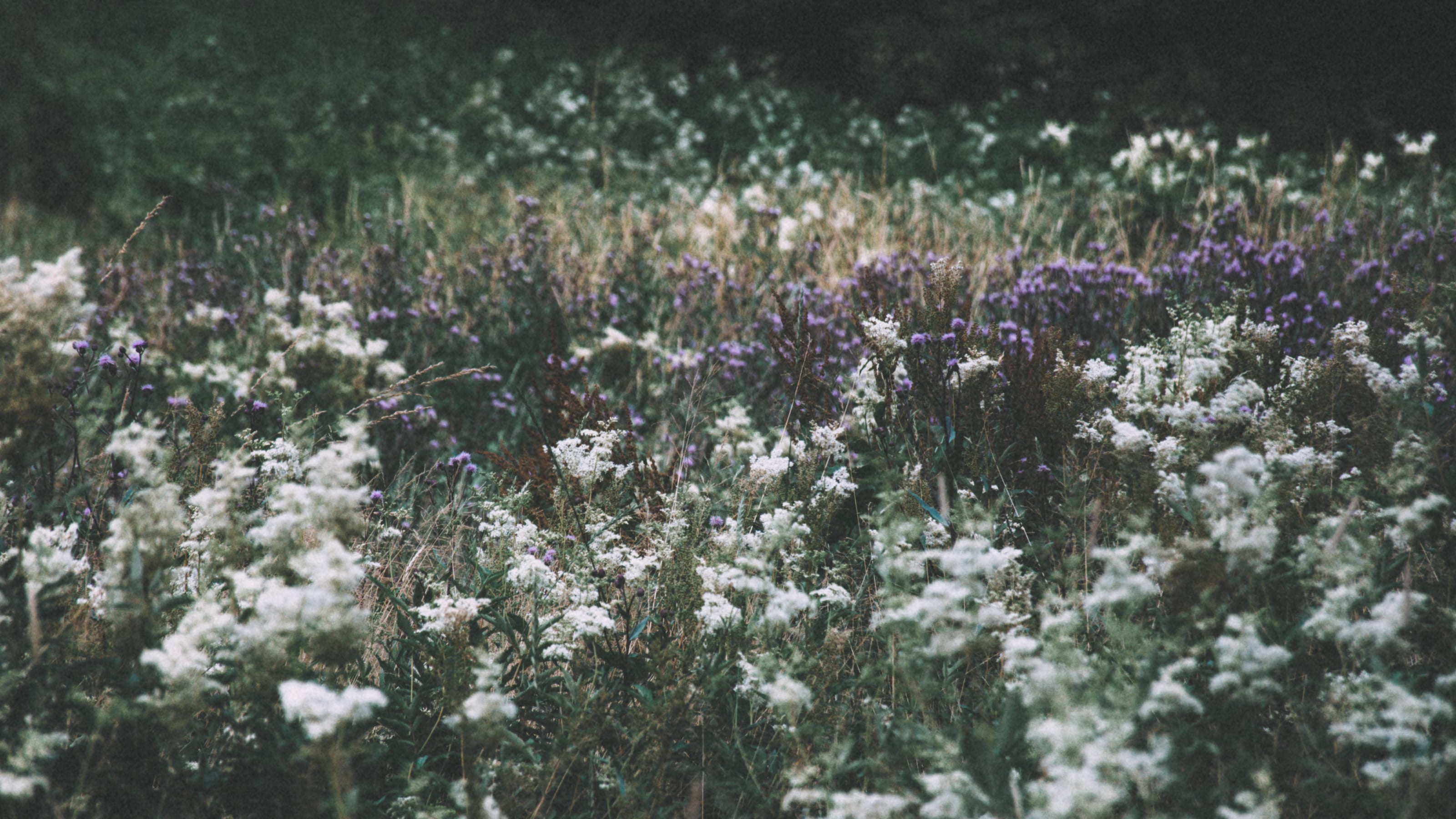 Broad meadow of white wildflowers beneath park trees in Kadriorg Park, Tallinn, Estonia.