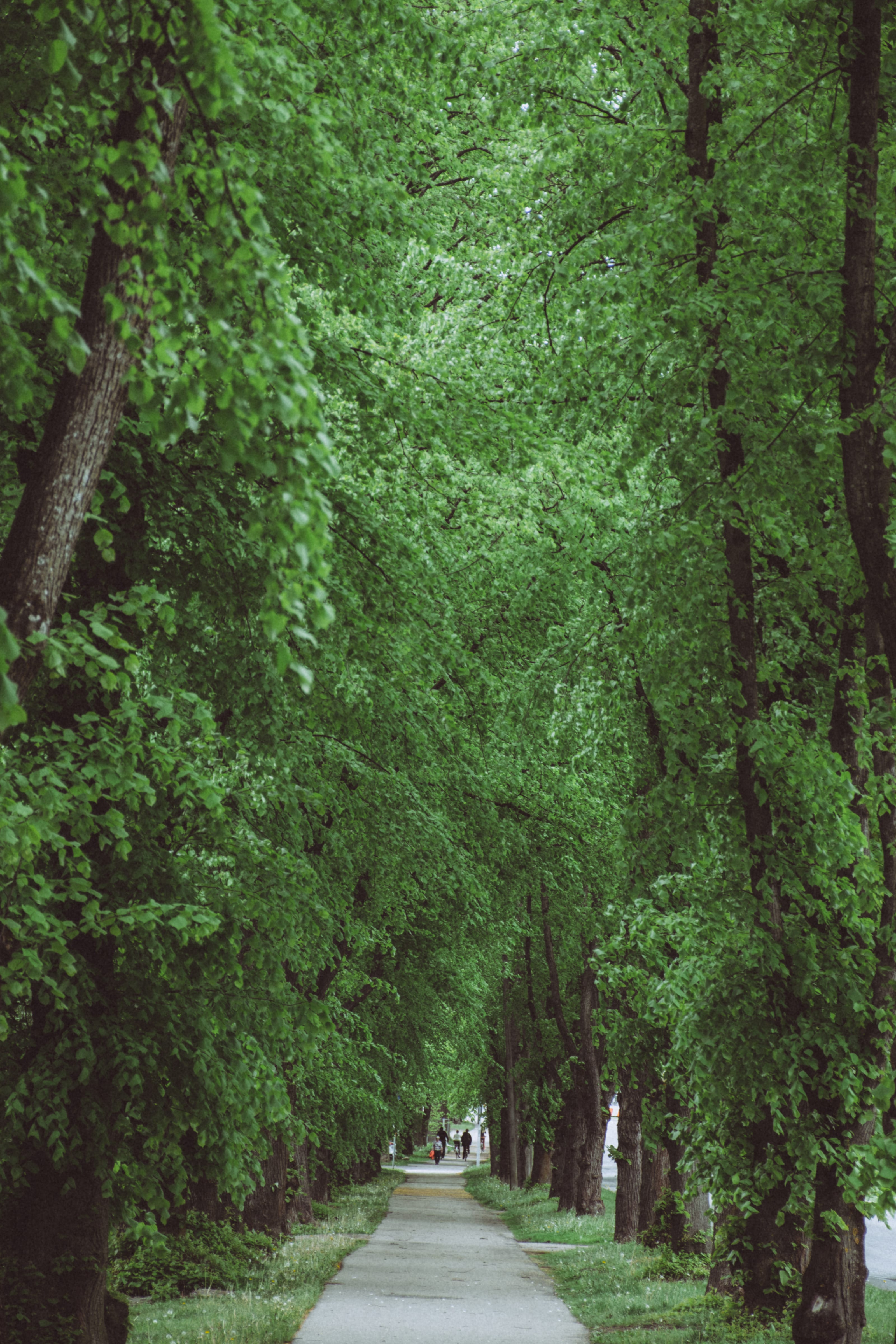 Narrow path beneath a tunnel of green trees in Kopli, Tallinn, Estonia.