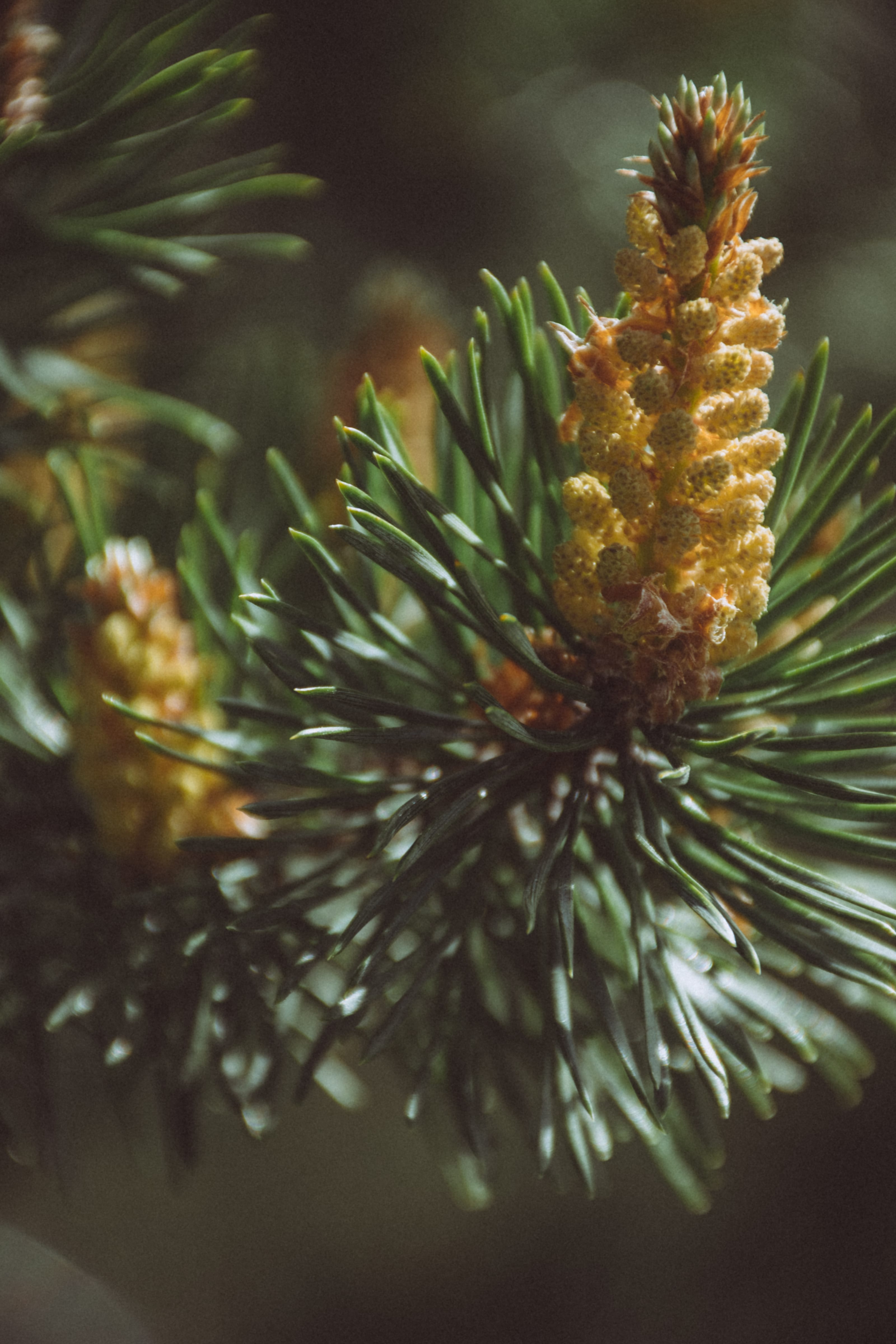 Young pine cone lit against a dark background in Kopli, Tallinn, Estonia.