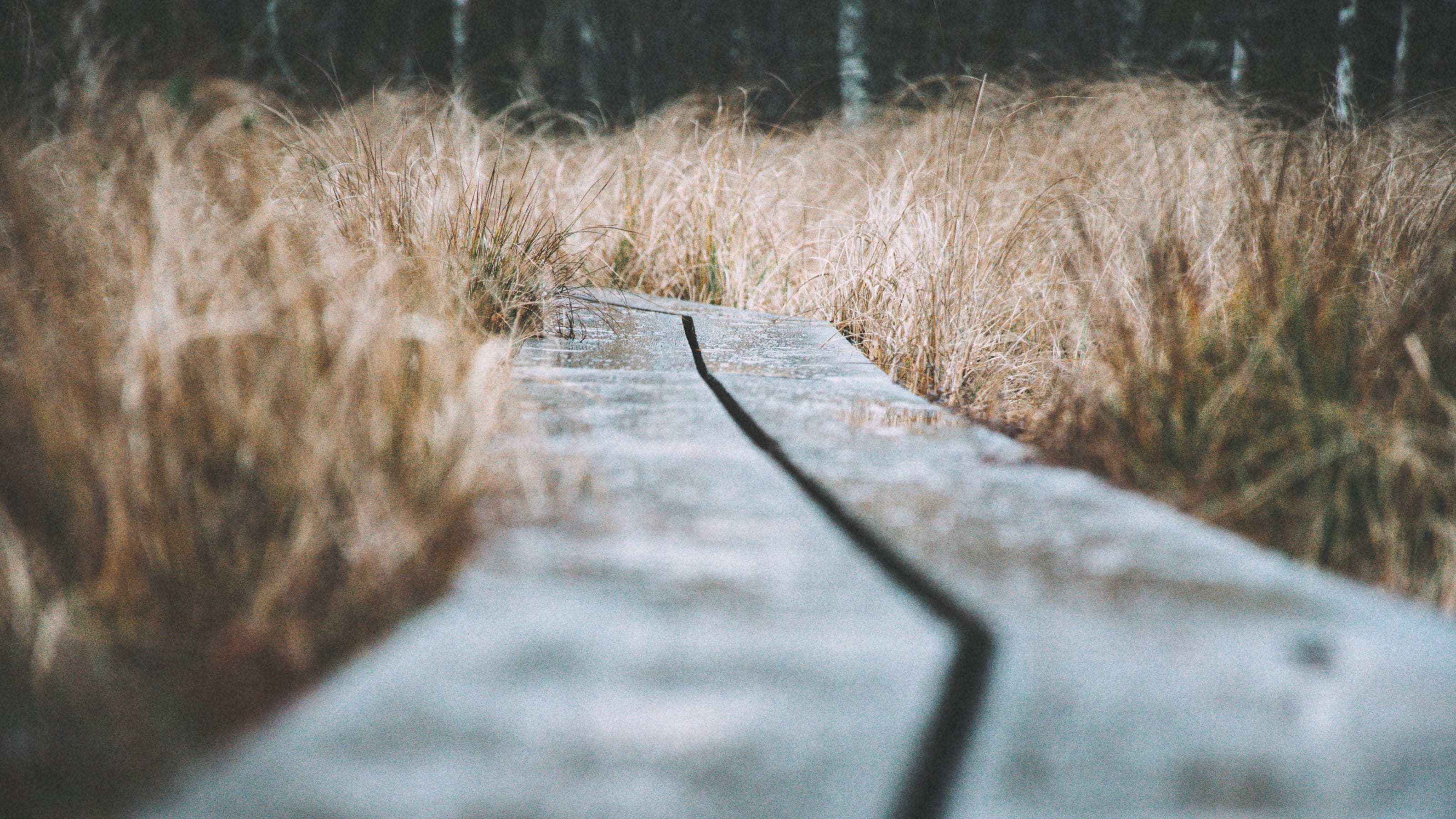 Close view along a weathered wooden boardwalk crossing autumn bog grass