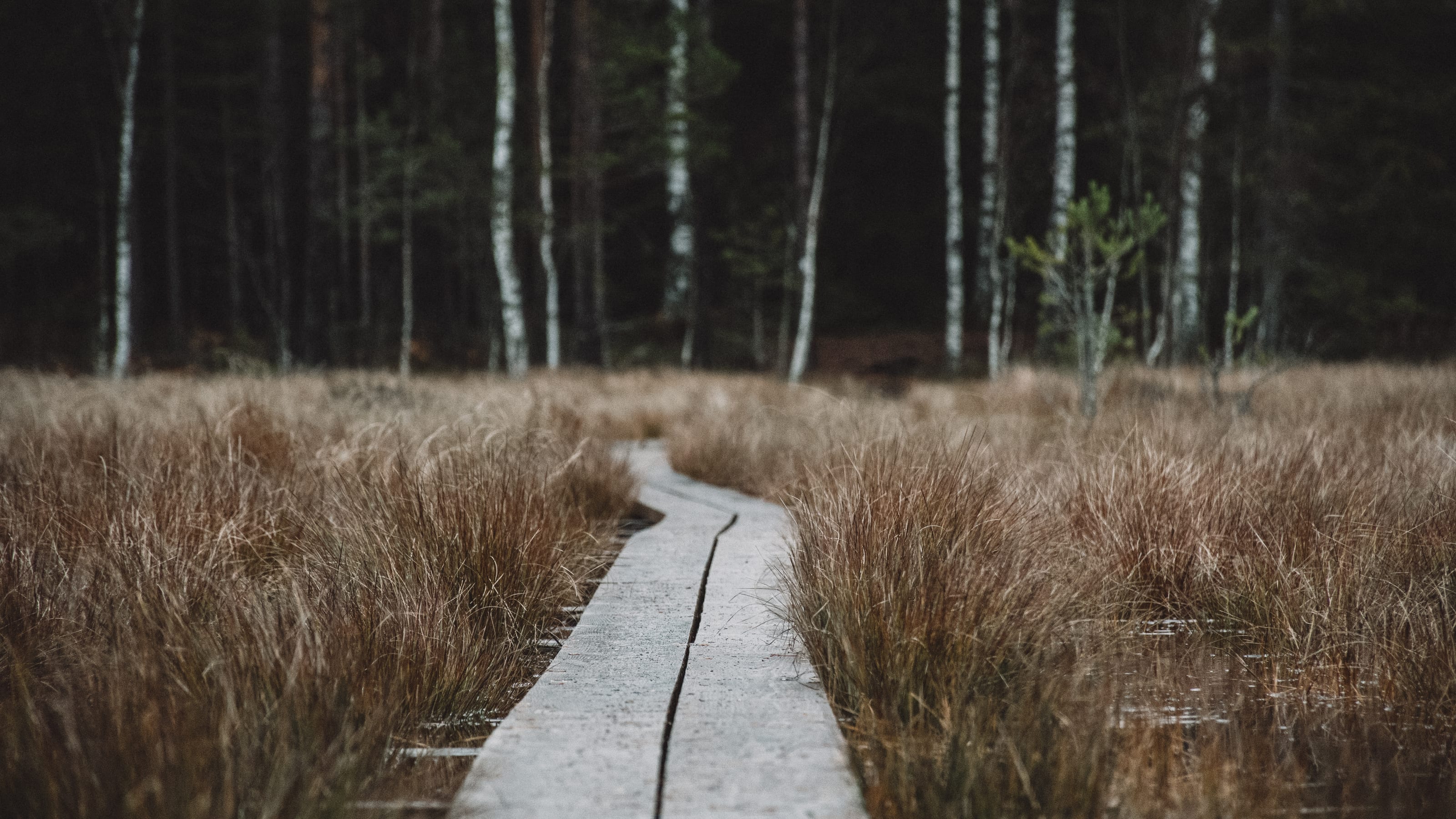 Narrow boardwalk winding through pale autumn wetland toward a dark forest