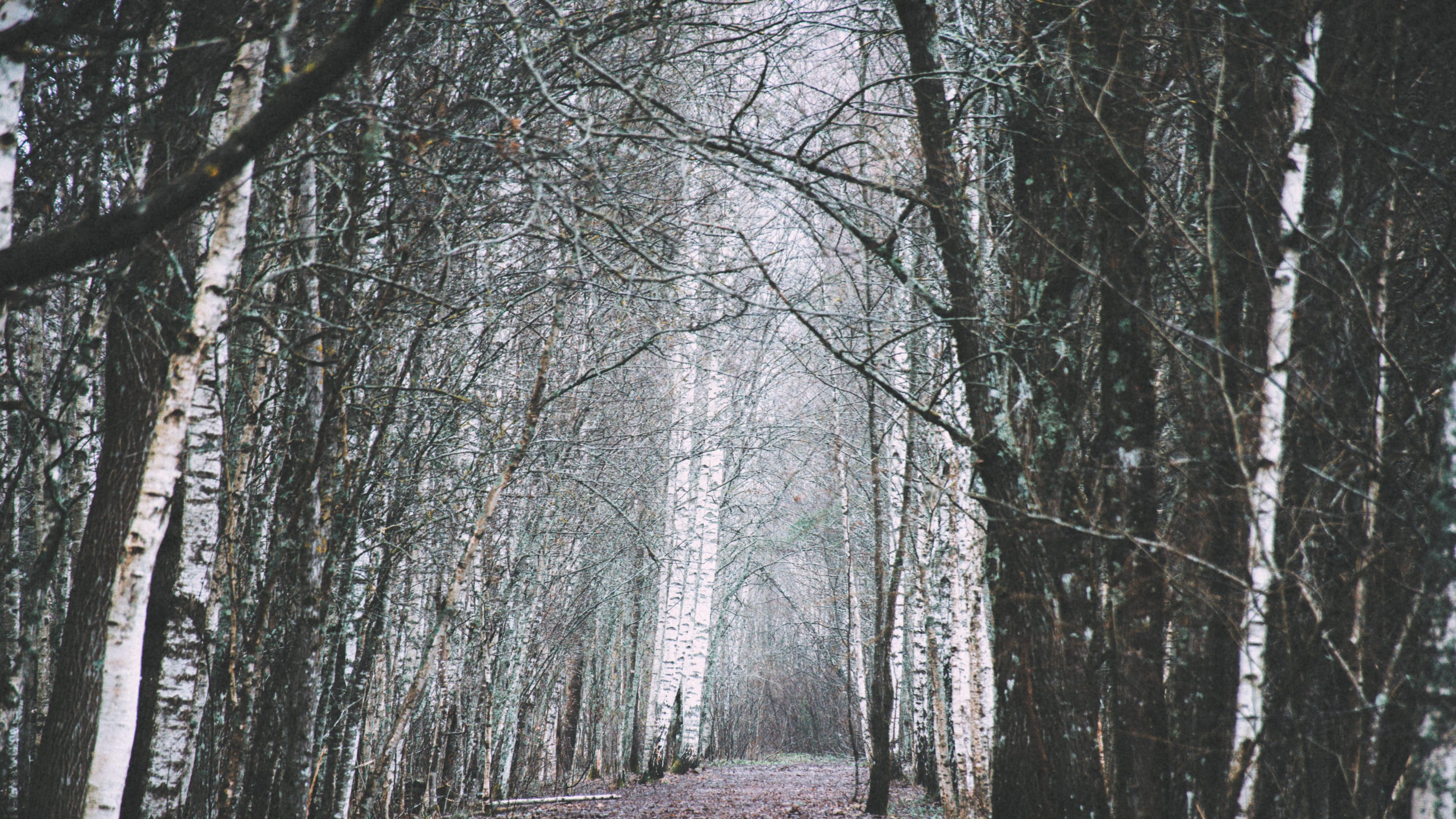 Misty birch avenue forming a pale tunnel through the forest