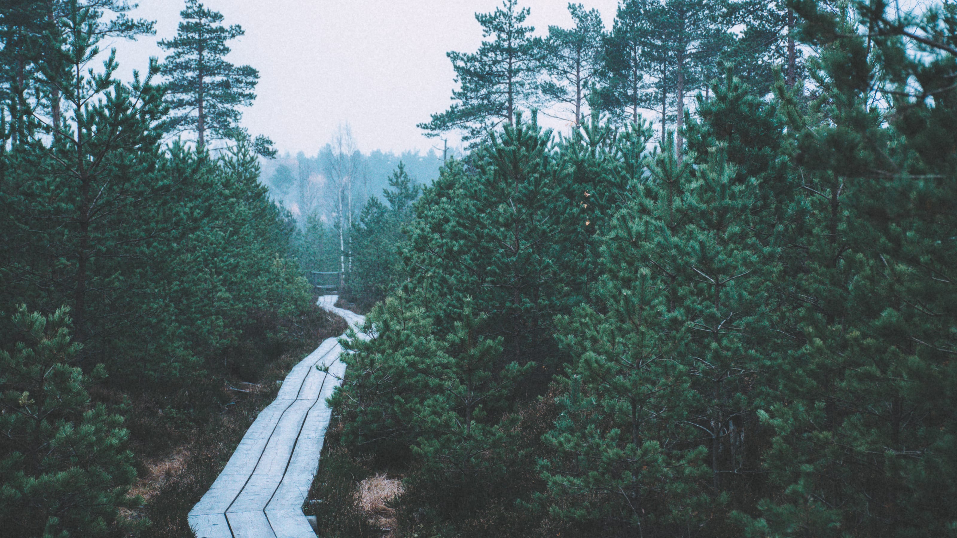Wooden boardwalk curving through dense conifer forest in Nõmme Bog, Tallinn, Estonia.
