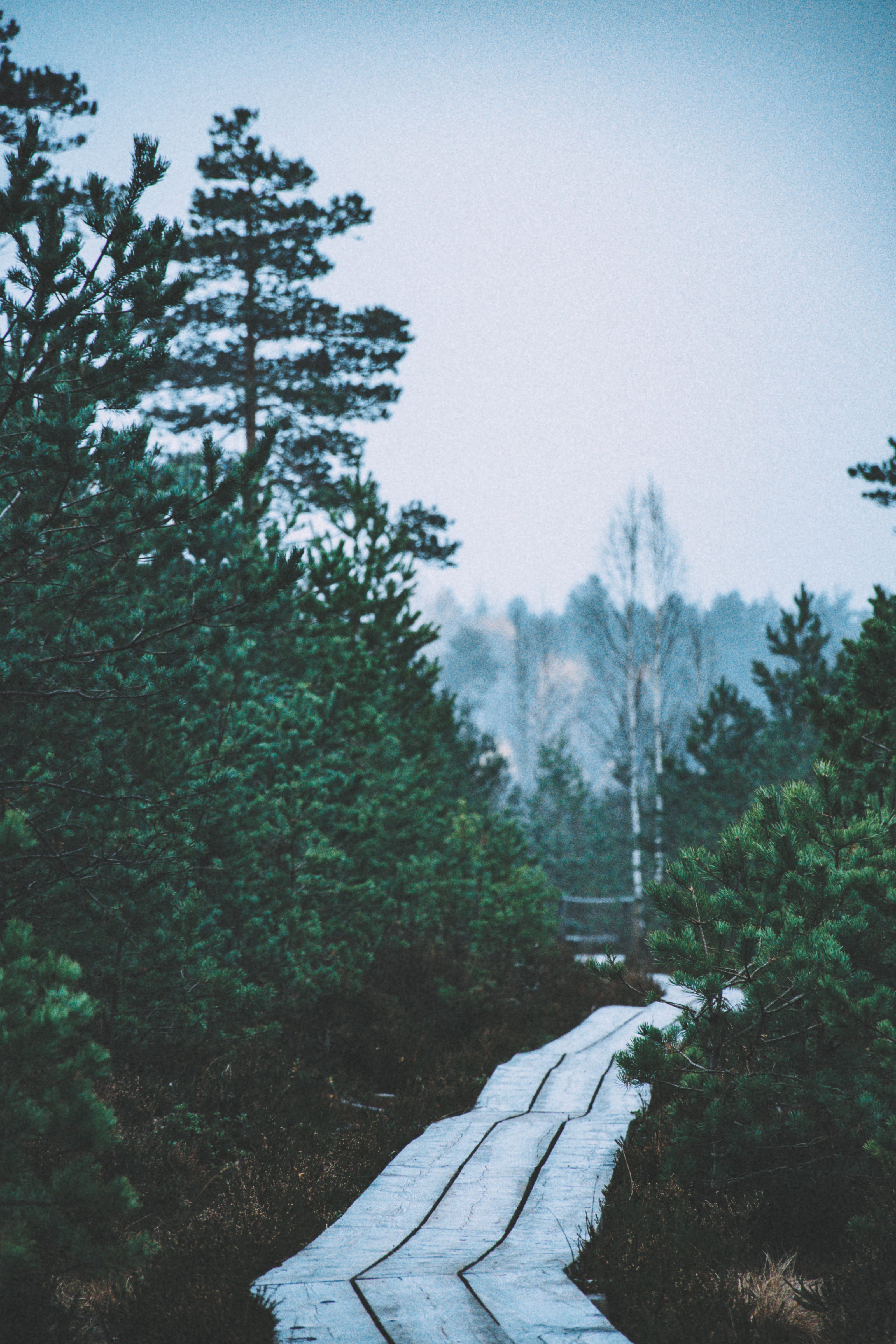 Narrow boardwalk descending between misty pines in Nõmme Bog, Tallinn, Estonia.