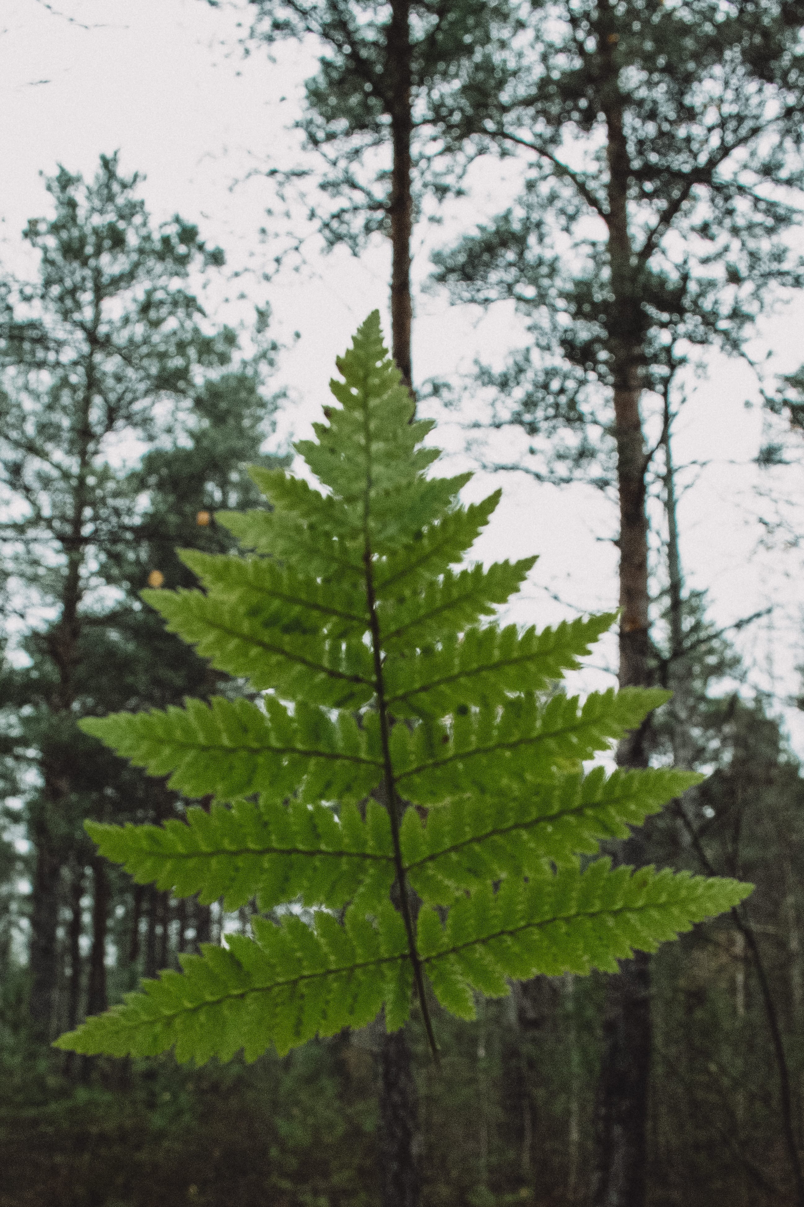 Bright green fern standing among straight pine trunks in Nõmme Bog, Tallinn, Estonia.