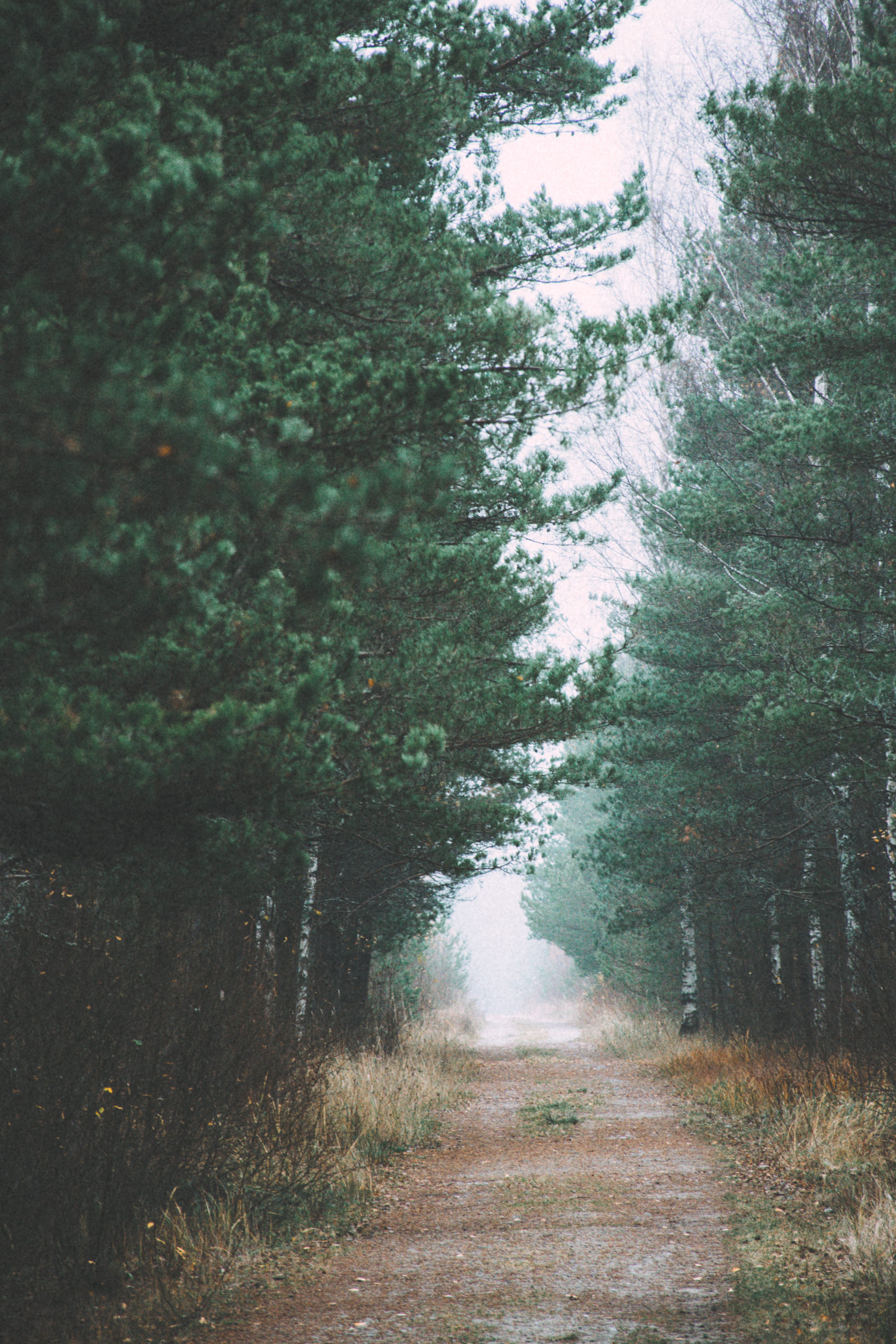Sandy forest track fading into pale mist in Nõmme Bog, Tallinn, Estonia.