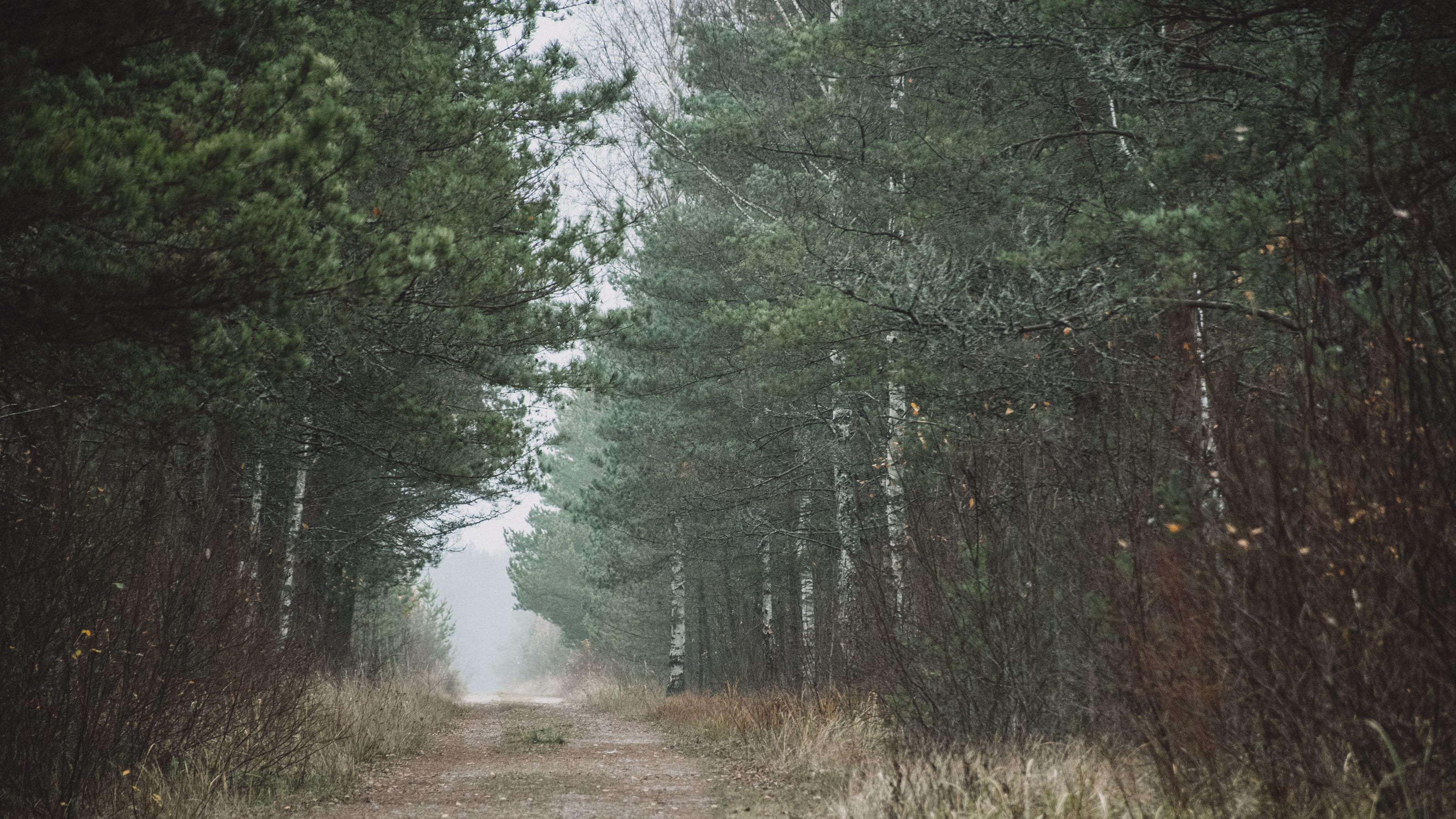Straight pine avenue disappearing into fog in Nõmme Bog, Tallinn, Estonia.