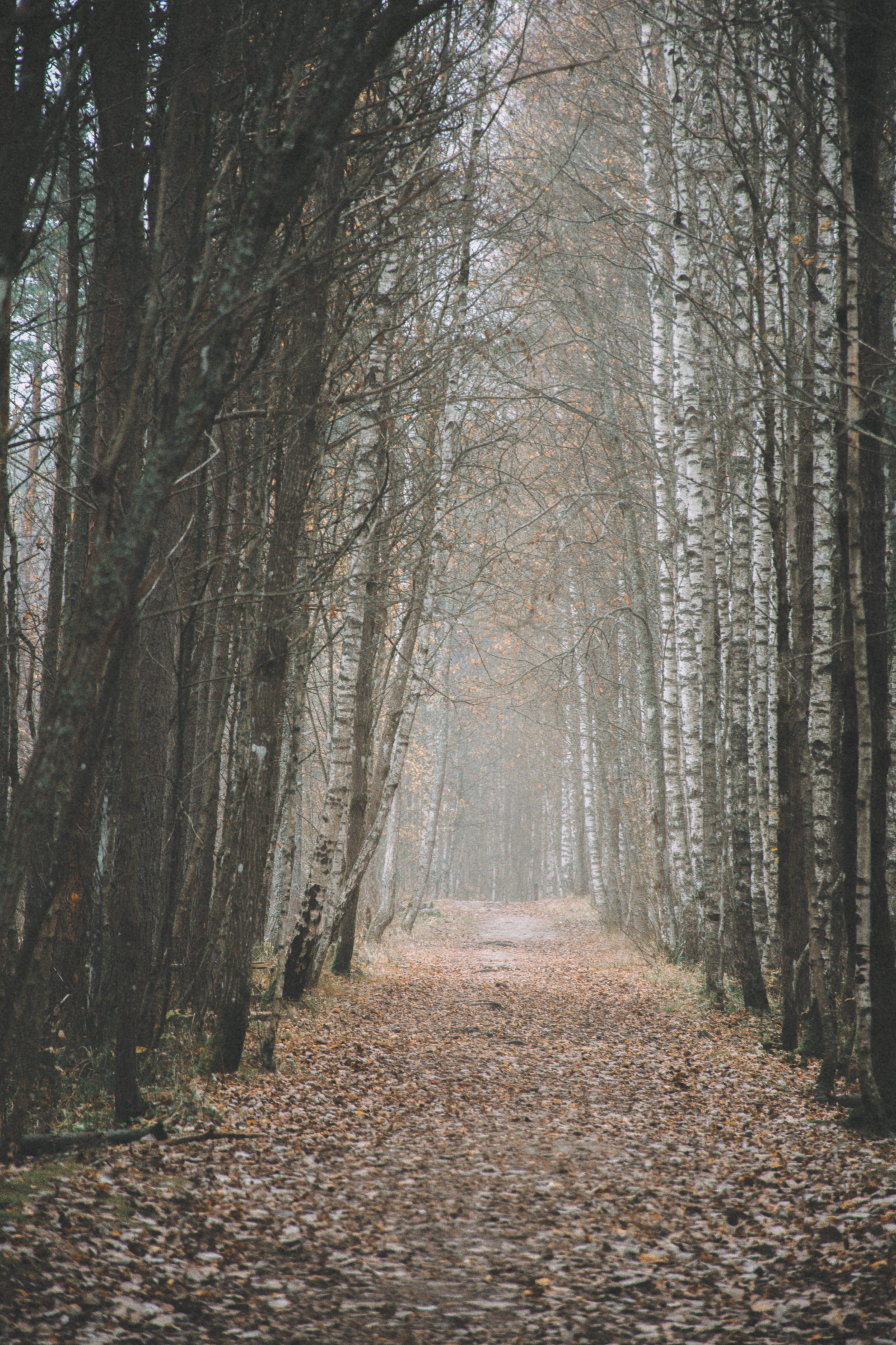 Tall misty pine corridor carpeted with fallen needles in Nõmme Bog, Tallinn, Estonia.