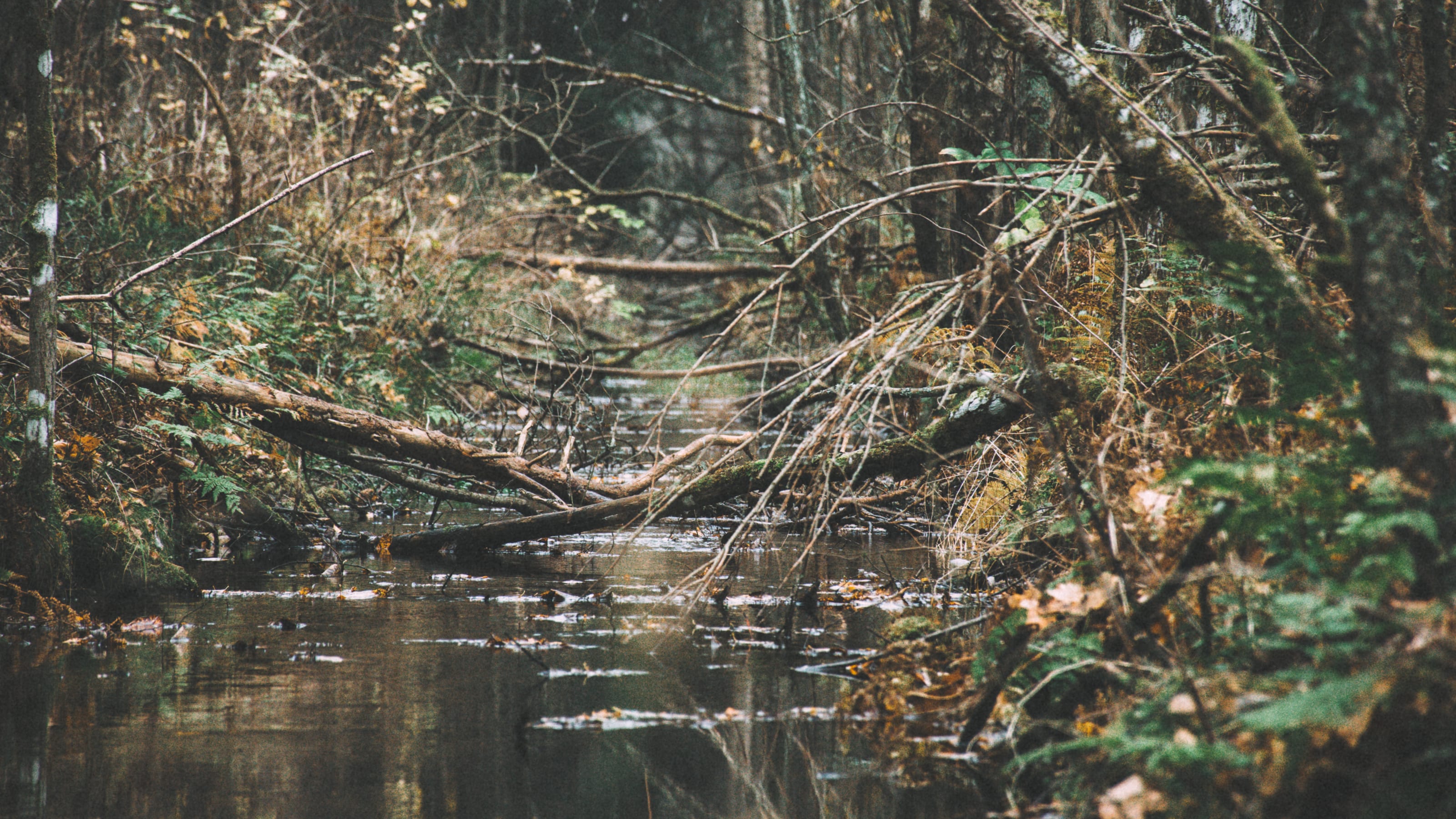 Weathered yellow leaf floating before pine trunks in Nõmme Bog, Tallinn, Estonia.