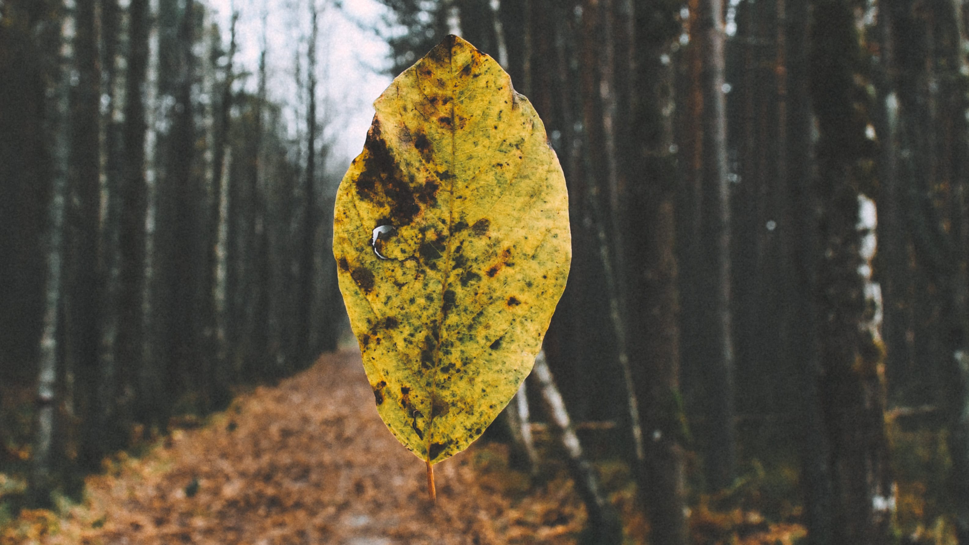 Yellow autumn leaf isolated above a forest path in Nõmme Bog, Tallinn, Estonia.