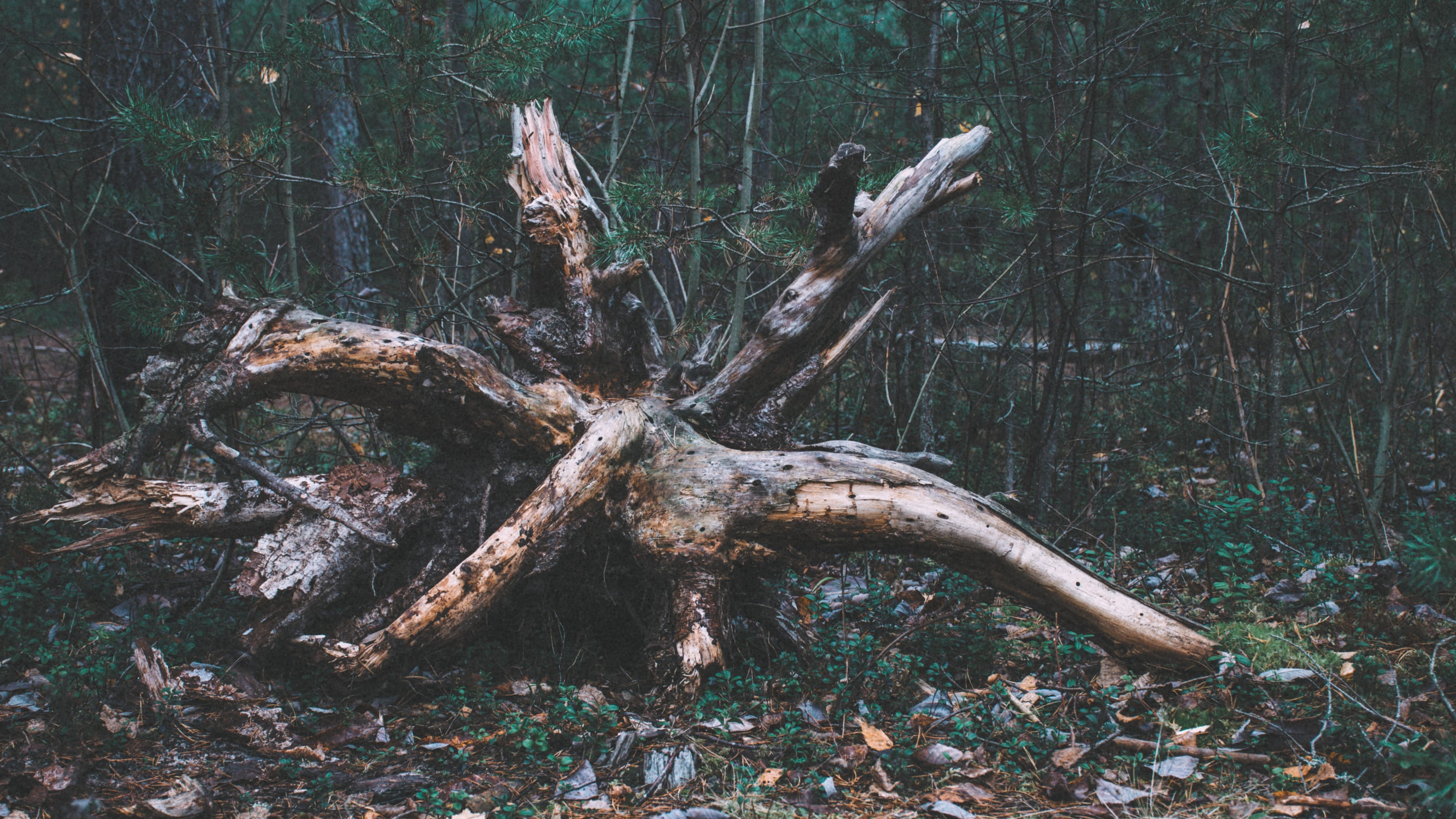 Fallen pine trunk crossing a mossy woodland hollow in Nõmme Bog, Tallinn, Estonia.