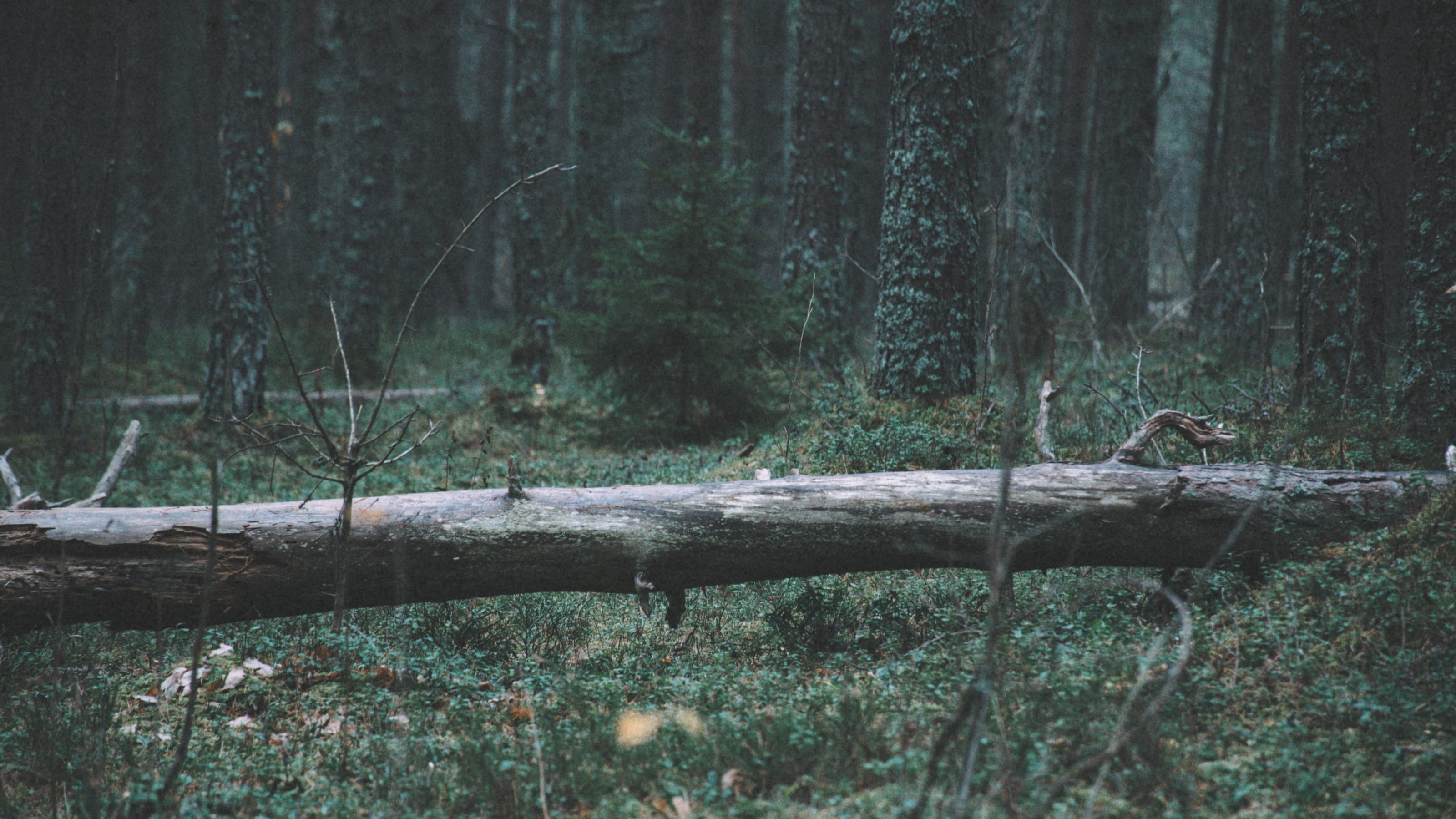 Lichen-covered twig isolated in shallow focus in Nõmme Bog, Tallinn, Estonia.