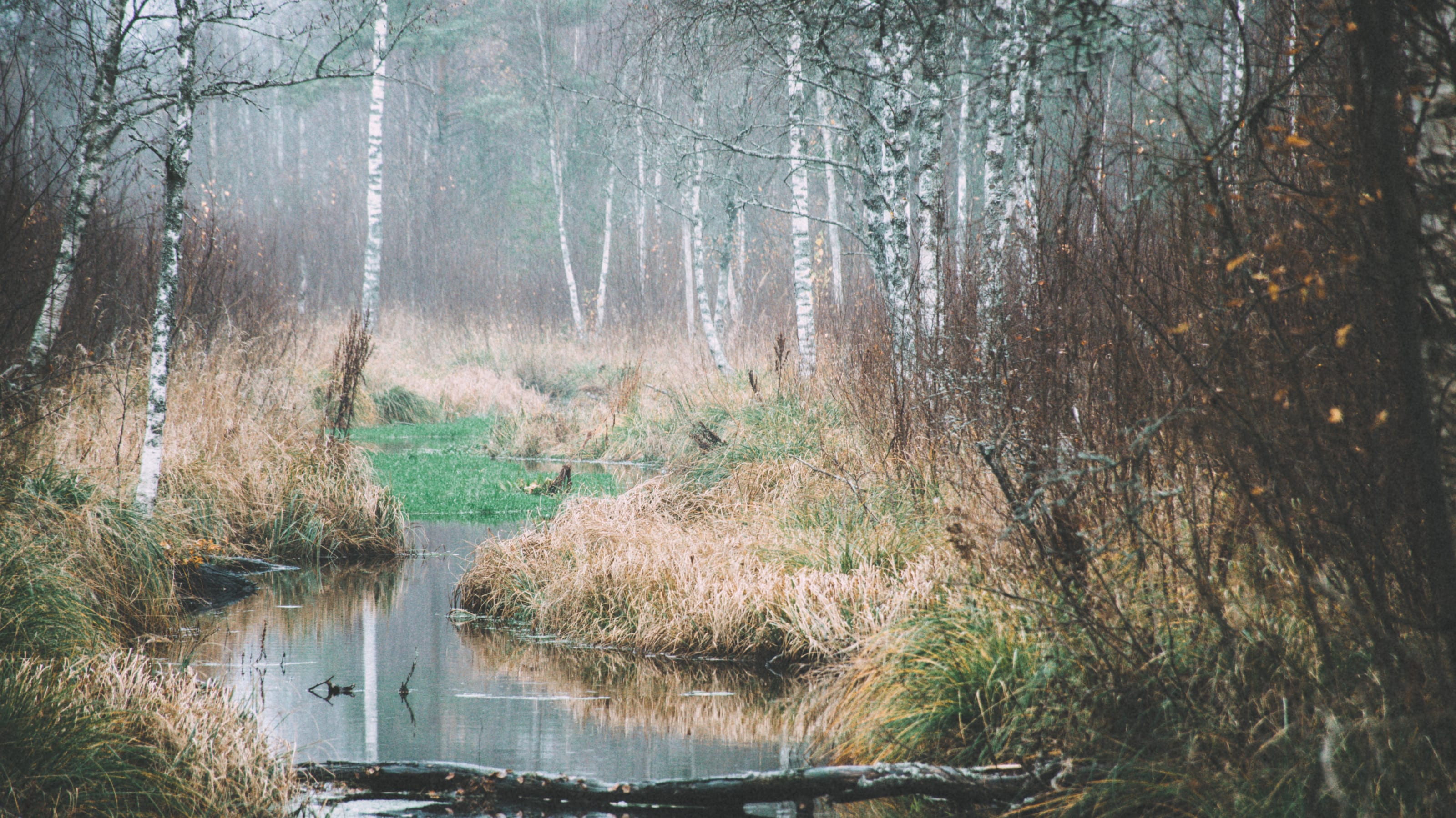 Tangled woodland reflected across a still pool in Nõmme Bog, Tallinn, Estonia.
