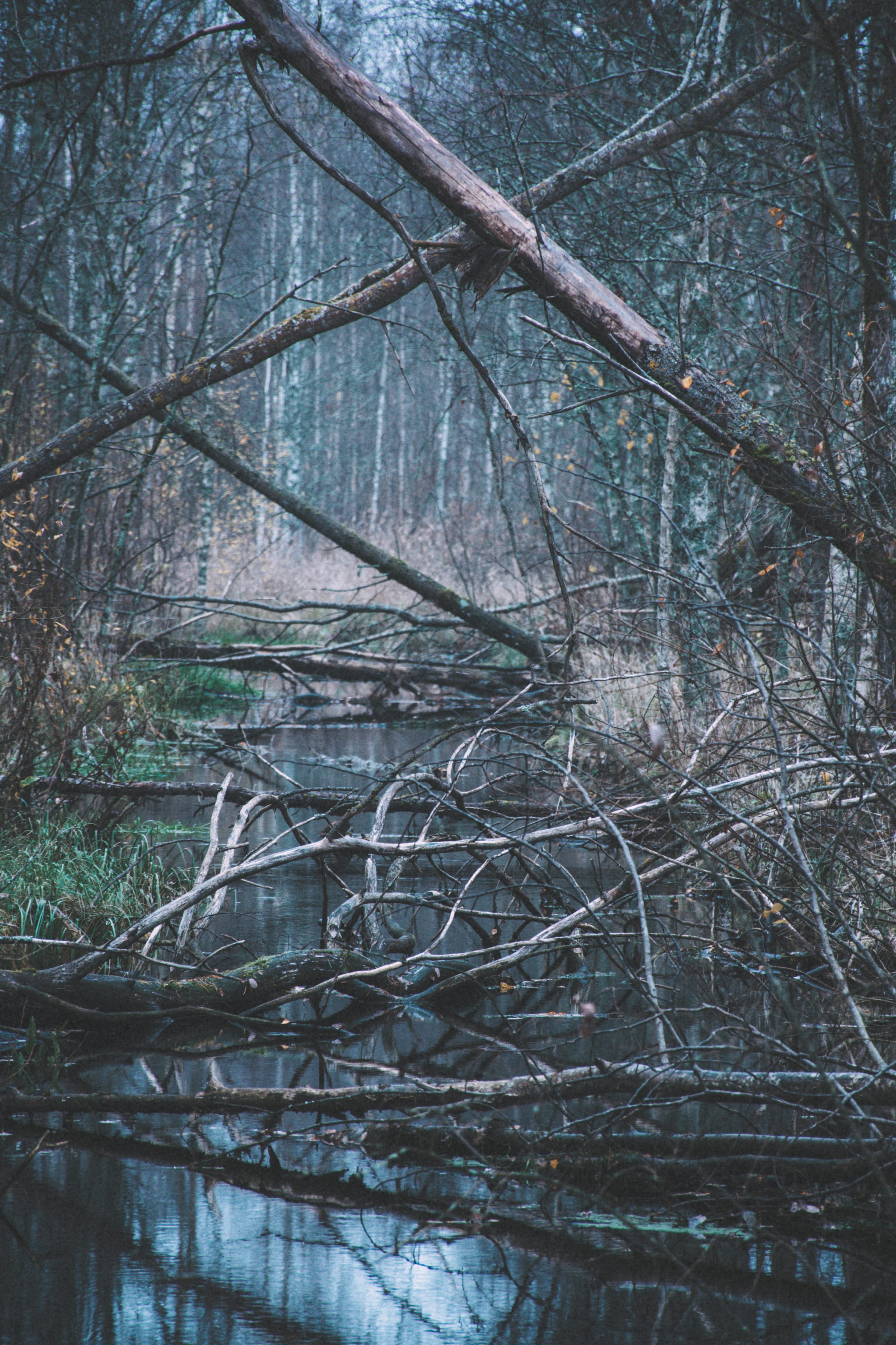 Pine trunks emerging from blue-grey morning mist in Nõmme Bog, Tallinn, Estonia.