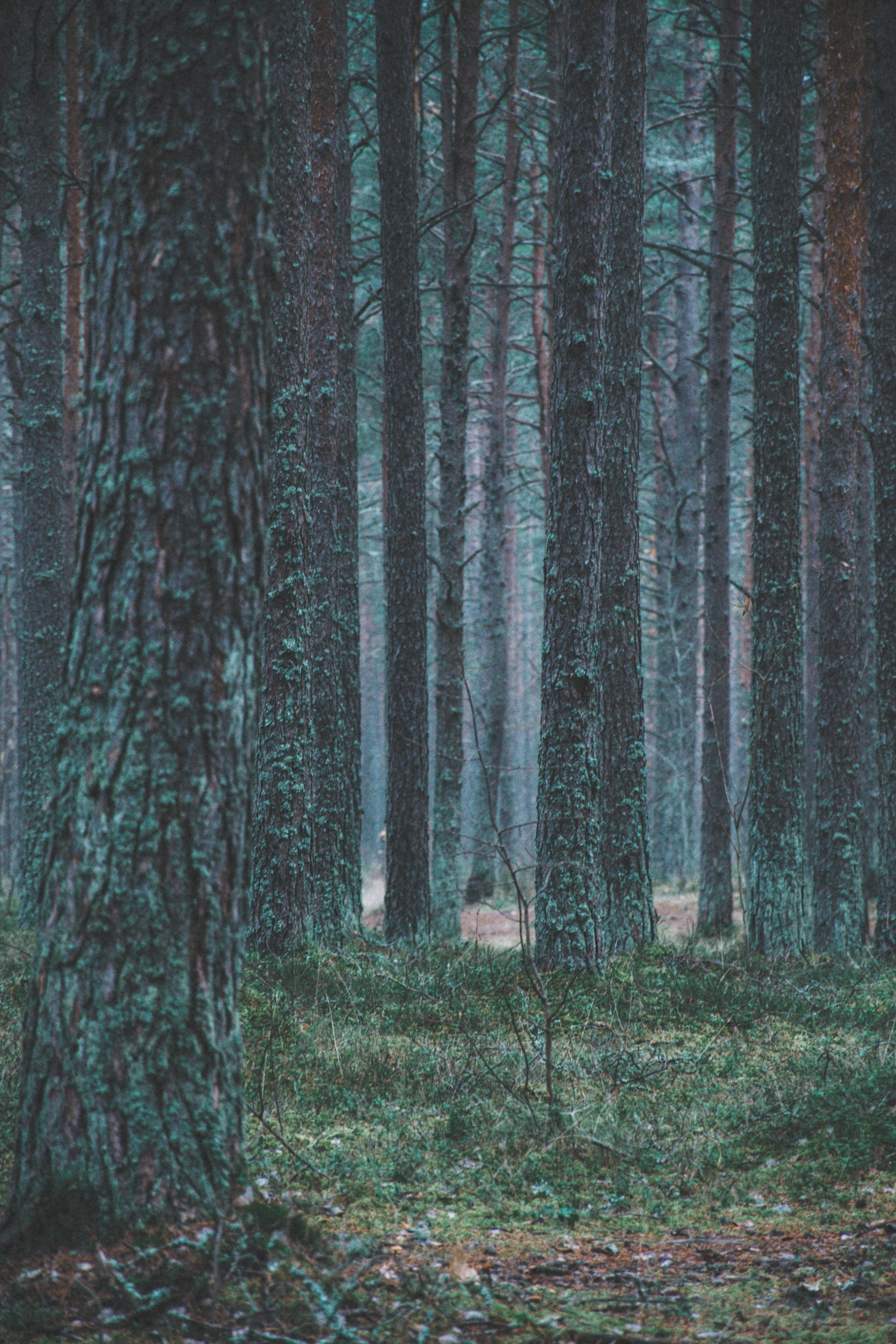 Pine-lined track leading toward a bright clearing in Nõmme Bog, Tallinn, Estonia.