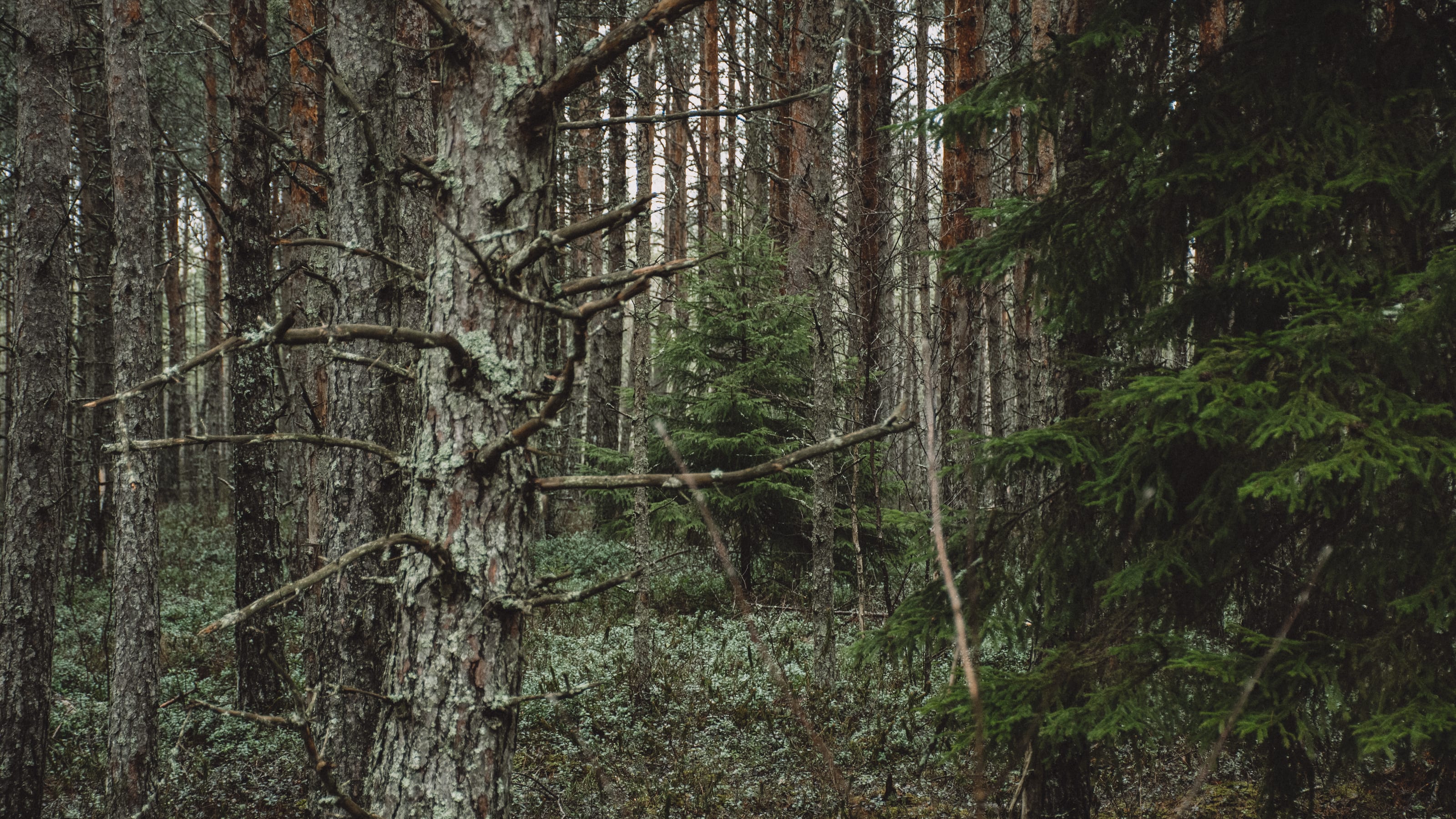 Solitary walker beneath tall misty birches in Nõmme Bog, Tallinn, Estonia.