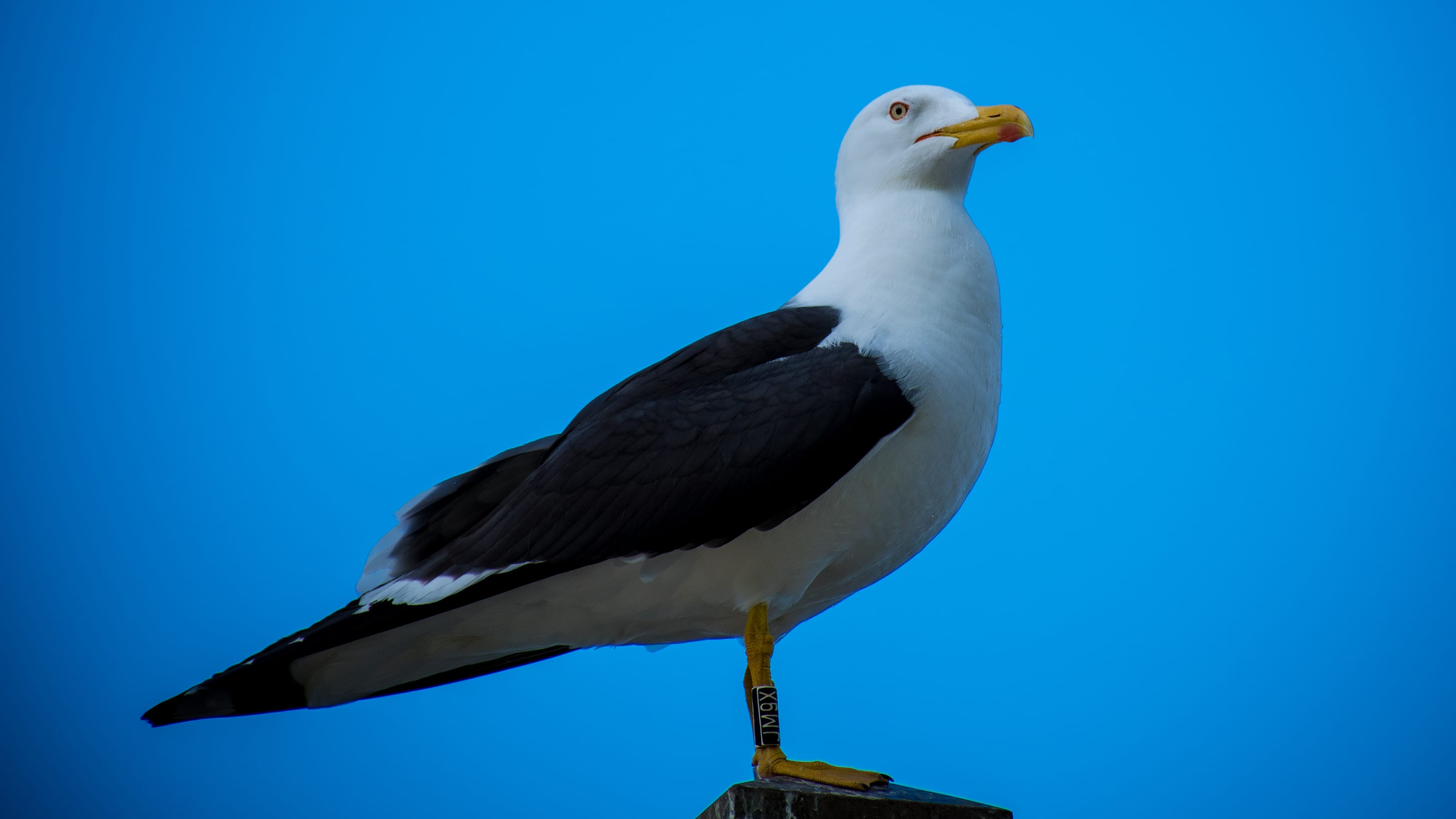 Great black-backed gull standing against a clear blue sky in coastal Norway.