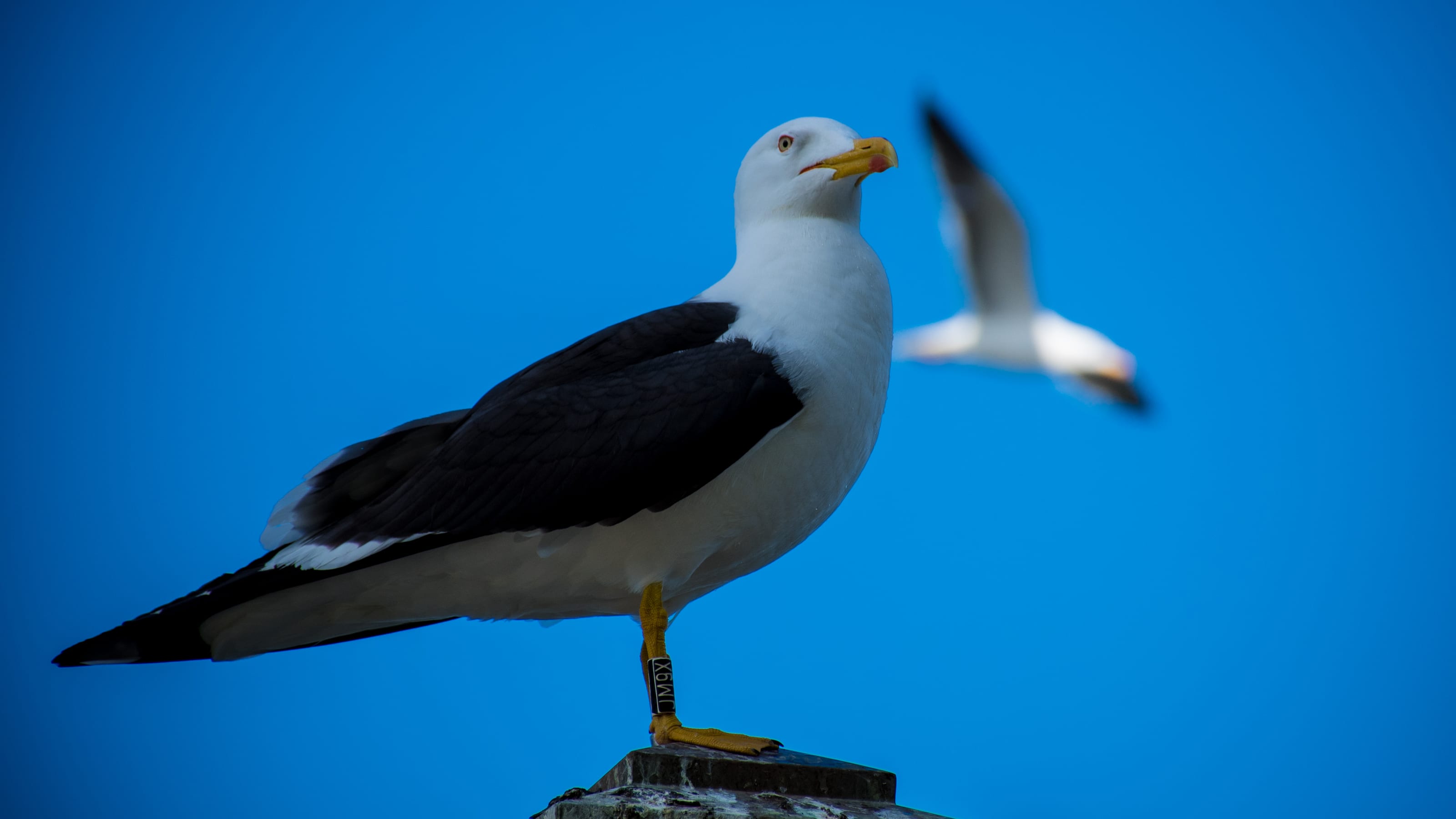 Great black-backed gull with another bird crossing behind in coastal Norway.