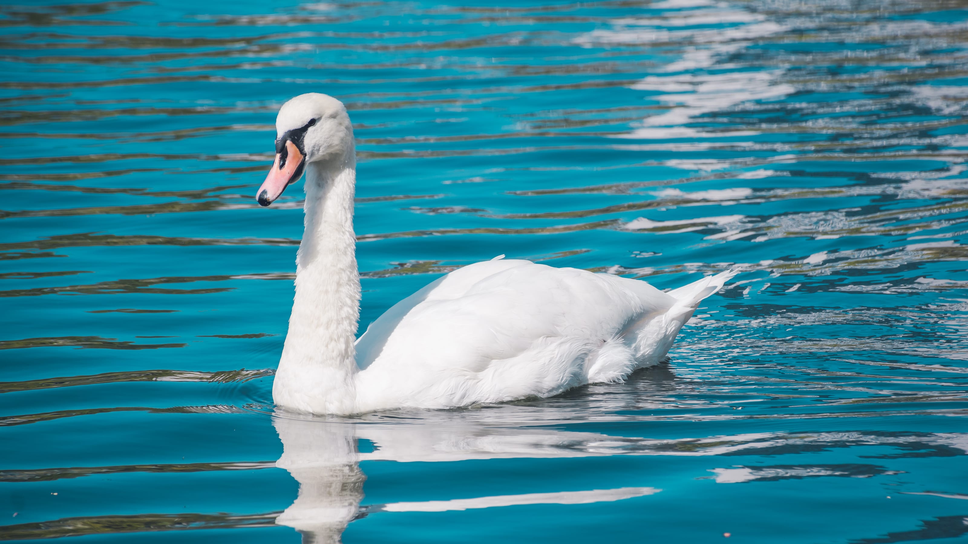 White swan gliding across vivid blue water in coastal Norway.