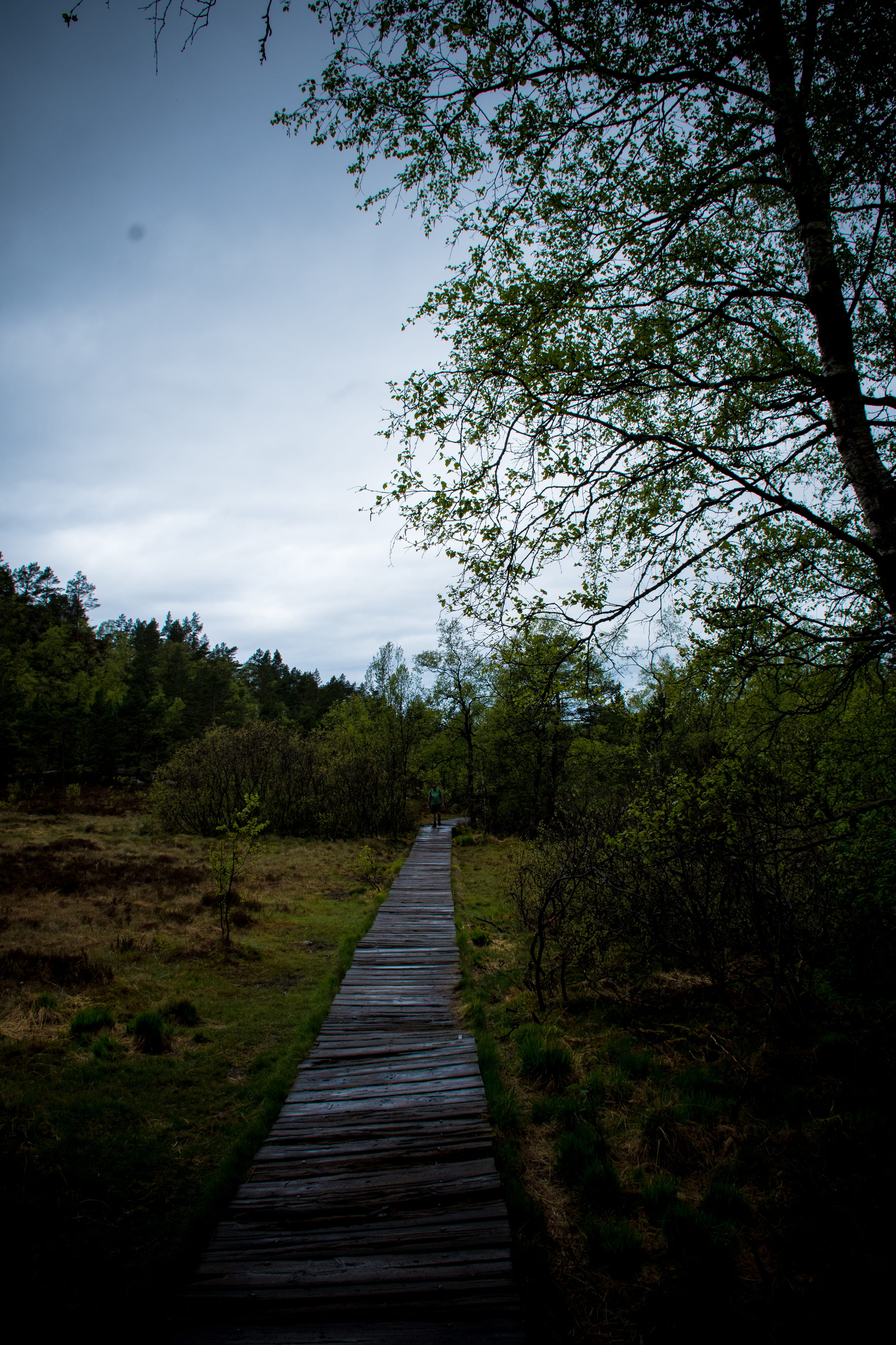 Boardwalk leading through coastal scrub and woodland in coastal Norway.