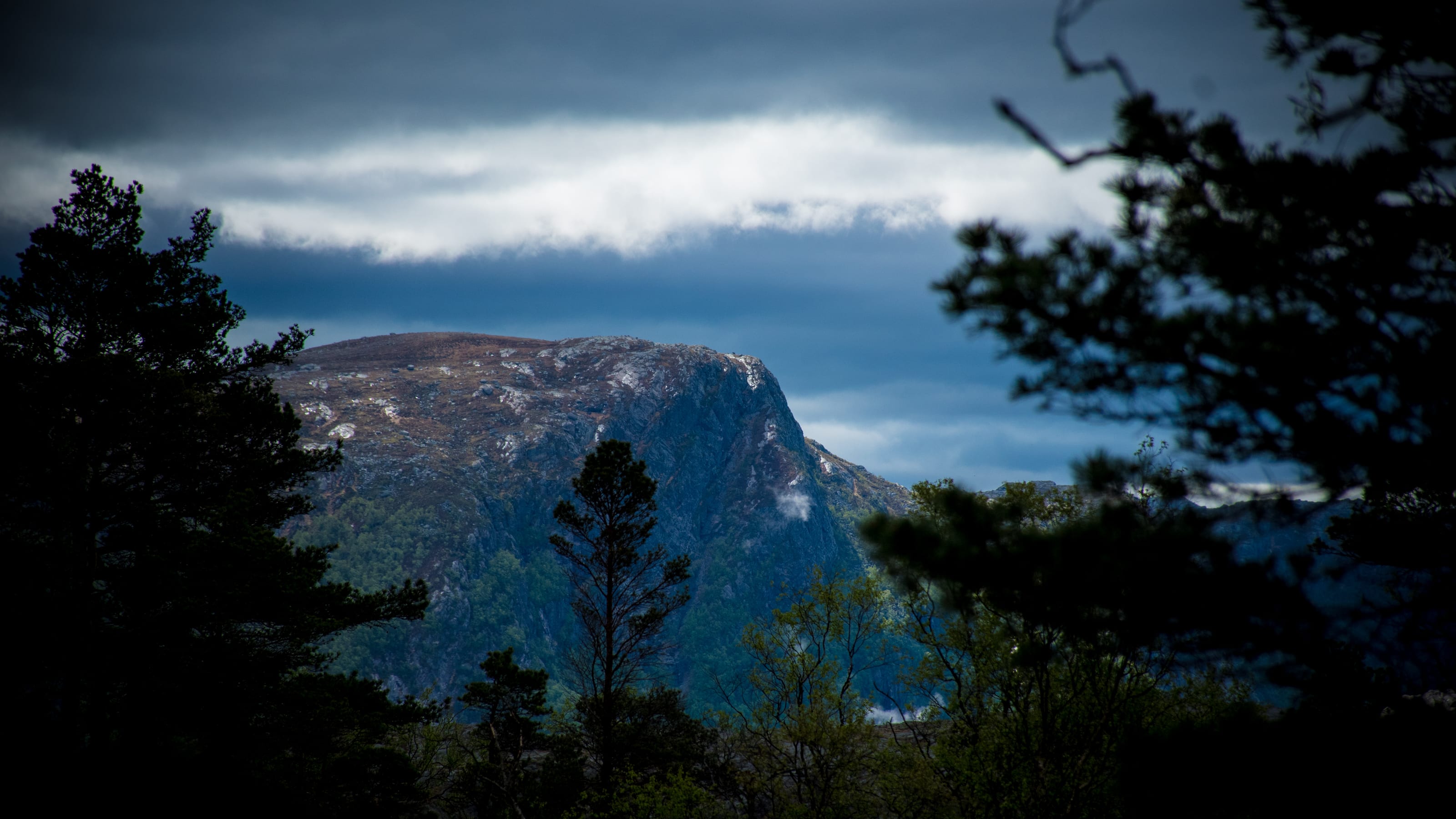 Flat-topped mountain framed by foreground pines in coastal Norway.