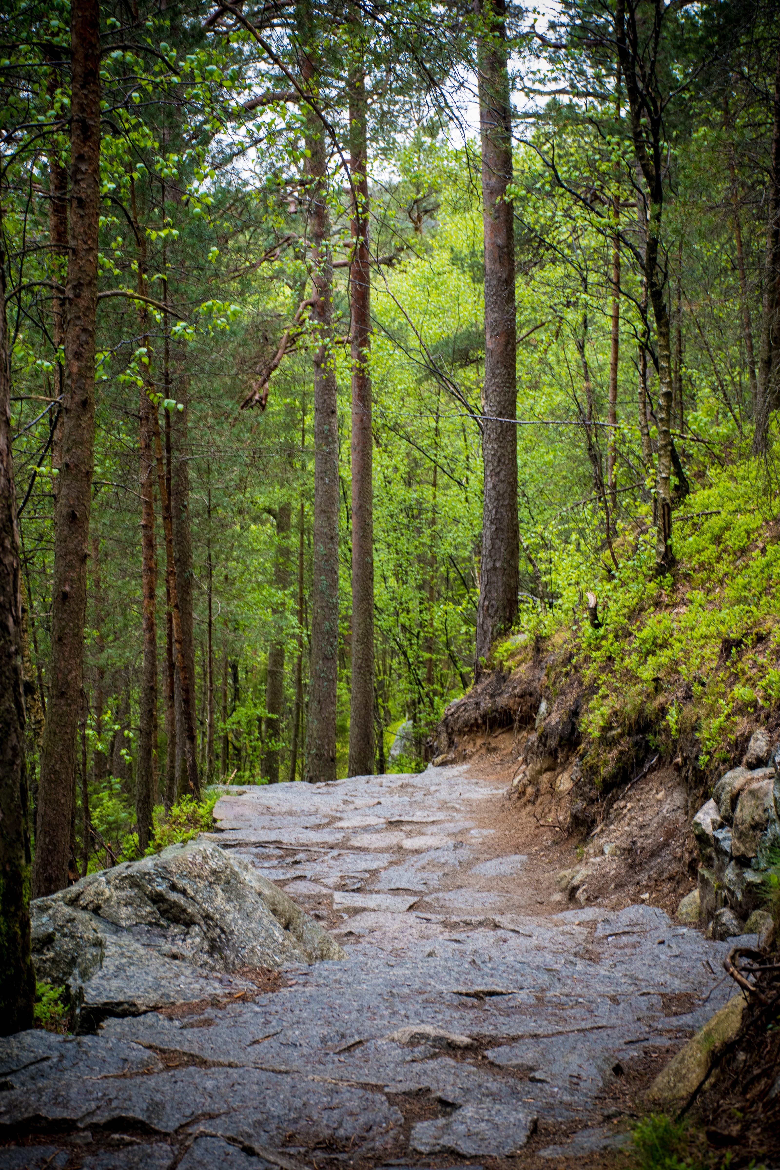 Narrow forest trail crossing exposed bedrock in coastal Norway.