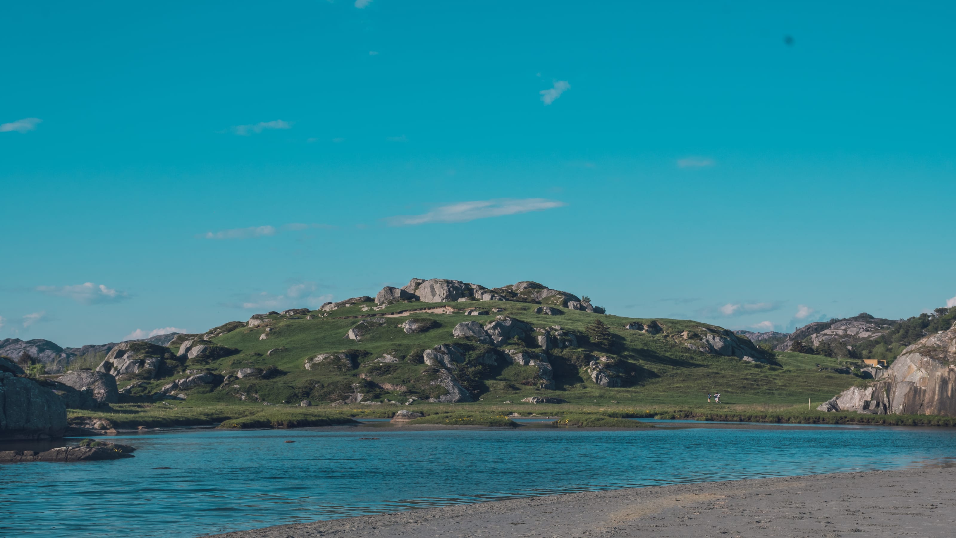 Sheep grazing across a vivid green coastal pasture in coastal Norway.