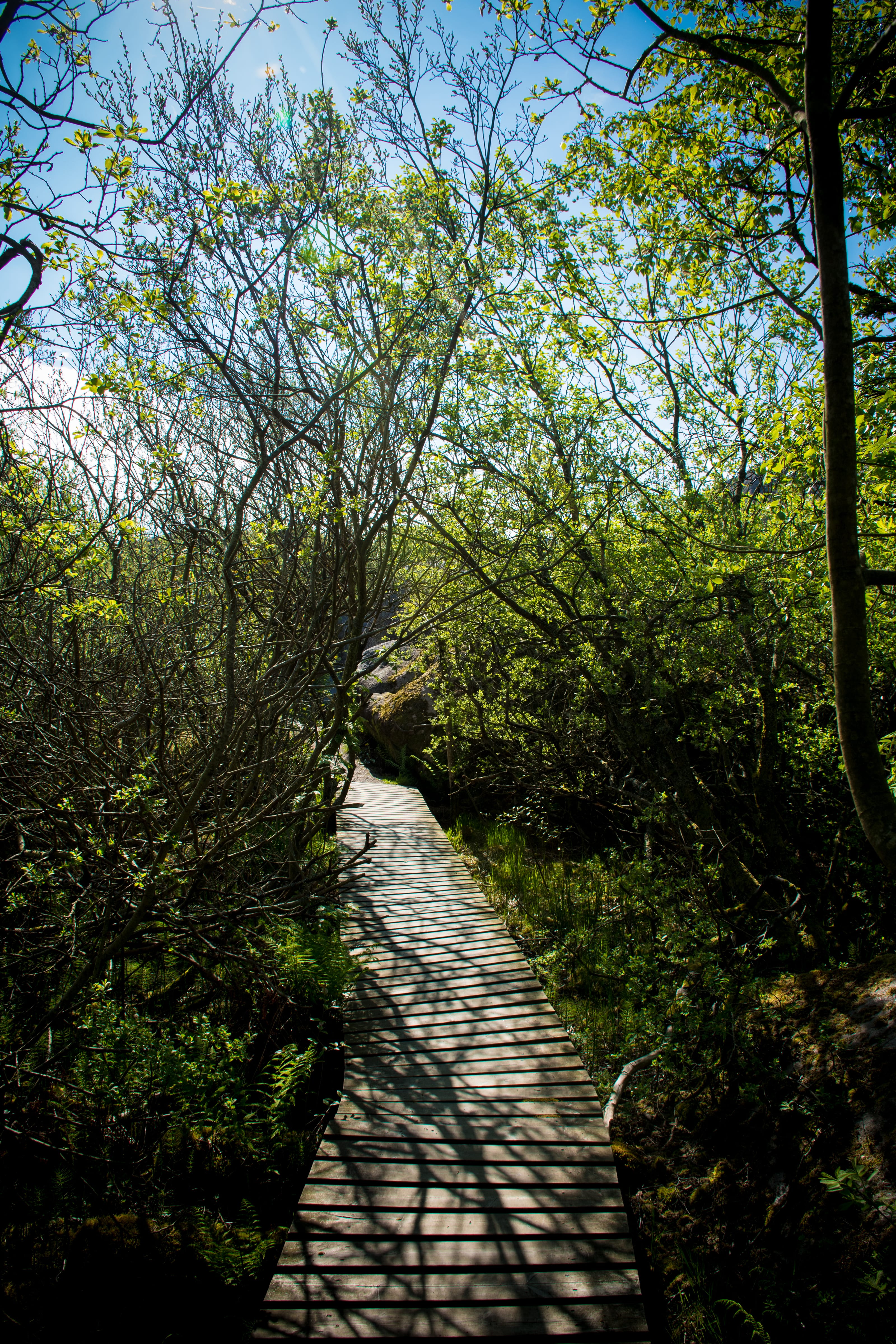 Stone steps climbing a flower-lined coastal slope in coastal Norway.