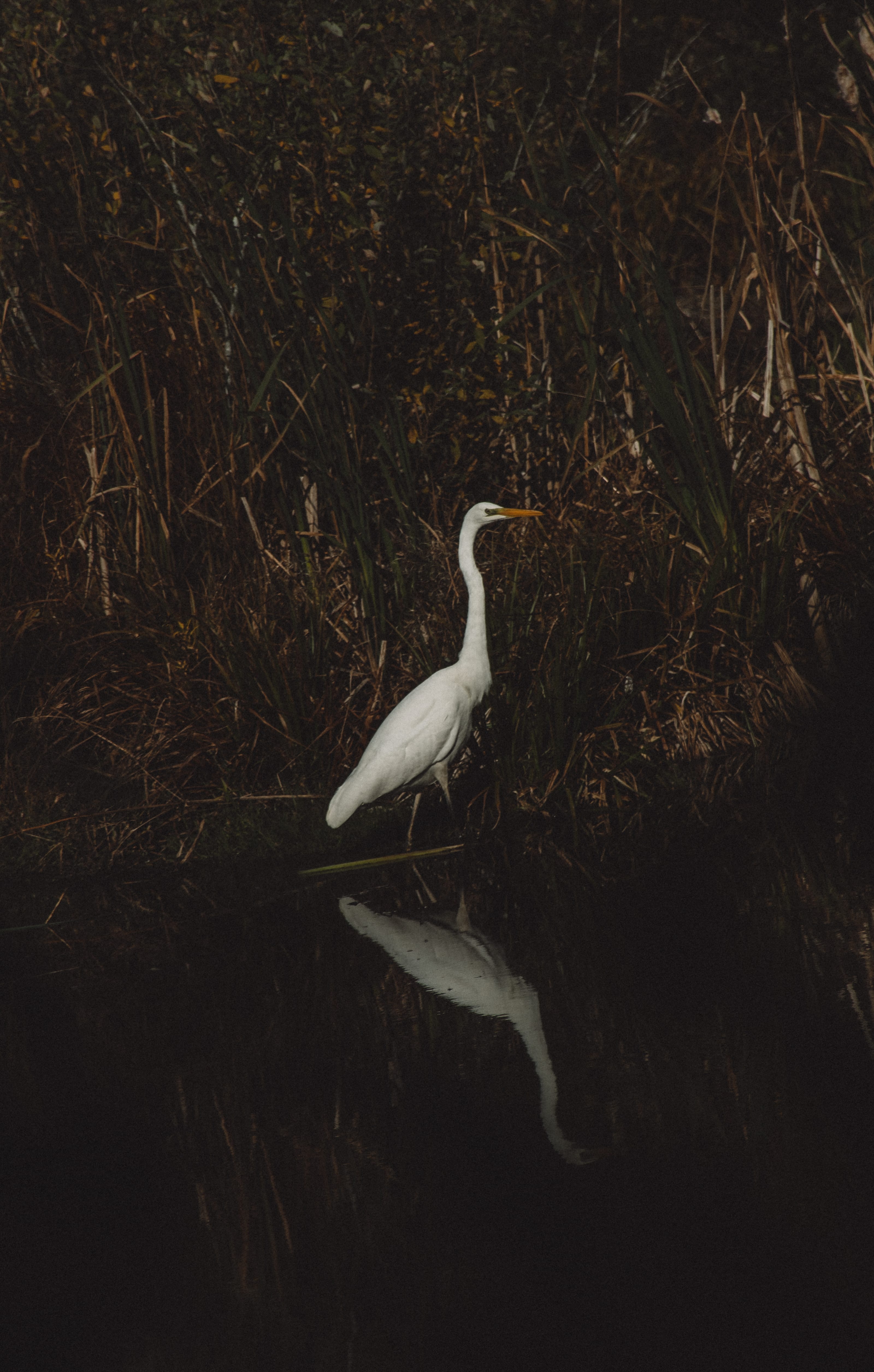 White egret standing in dark reflective coastal water in Paljassaare, Tallinn, Estonia.